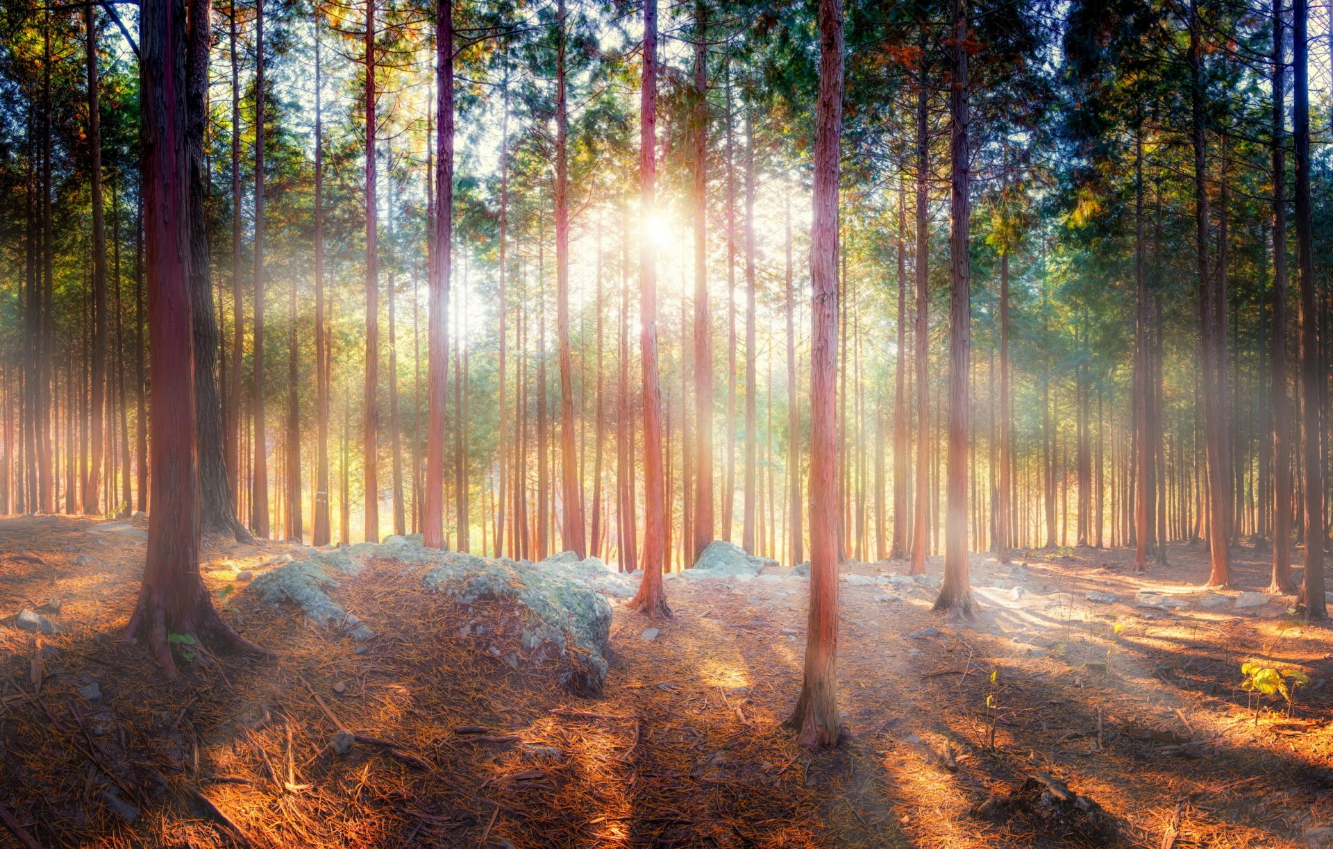 natura foresta alberi raggi ombra