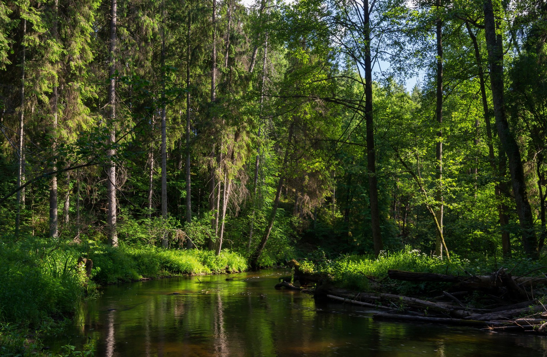 forêt rivière rivière arbres minsk biélorussie