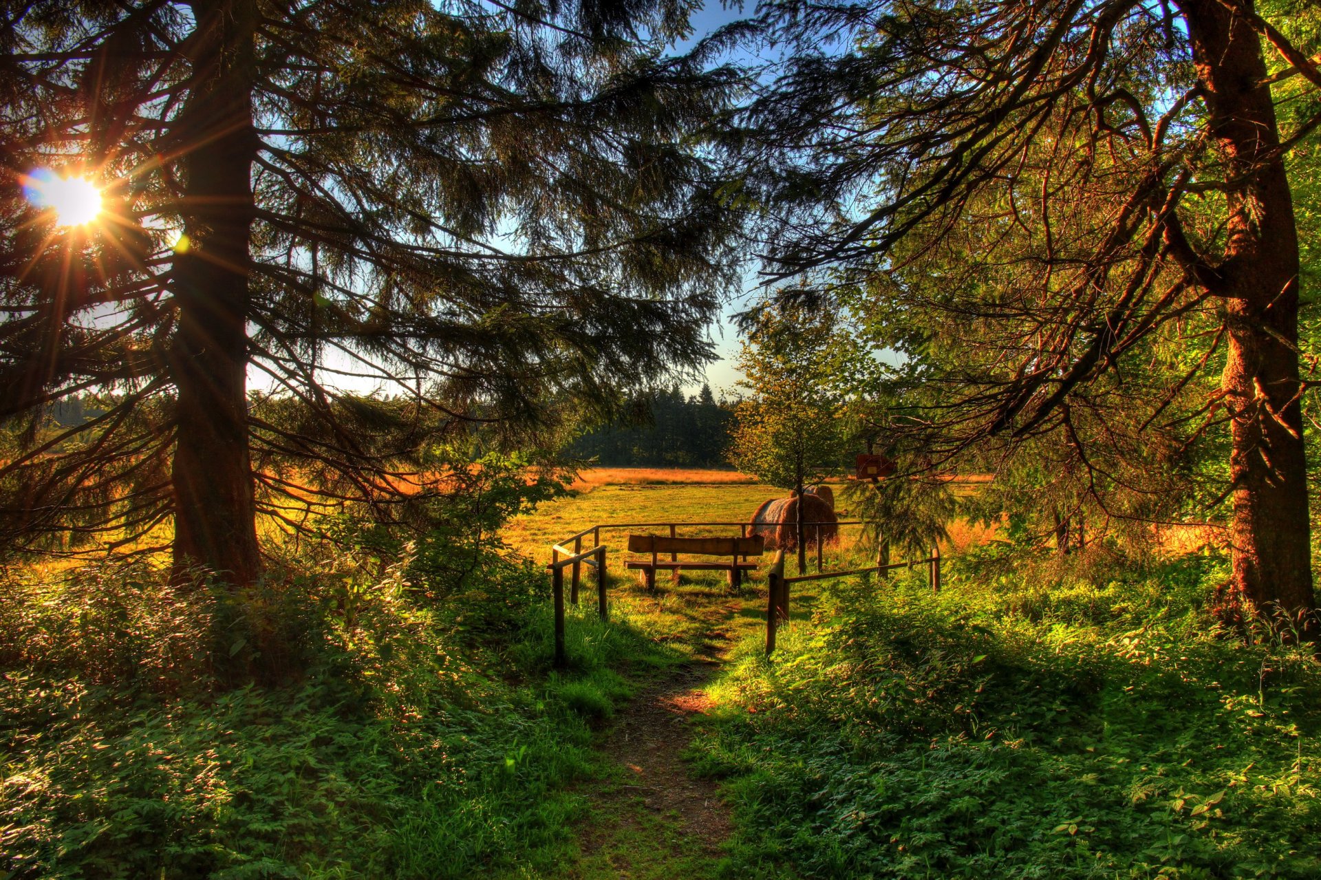 wald bäume nadeln gras grüns feld bank