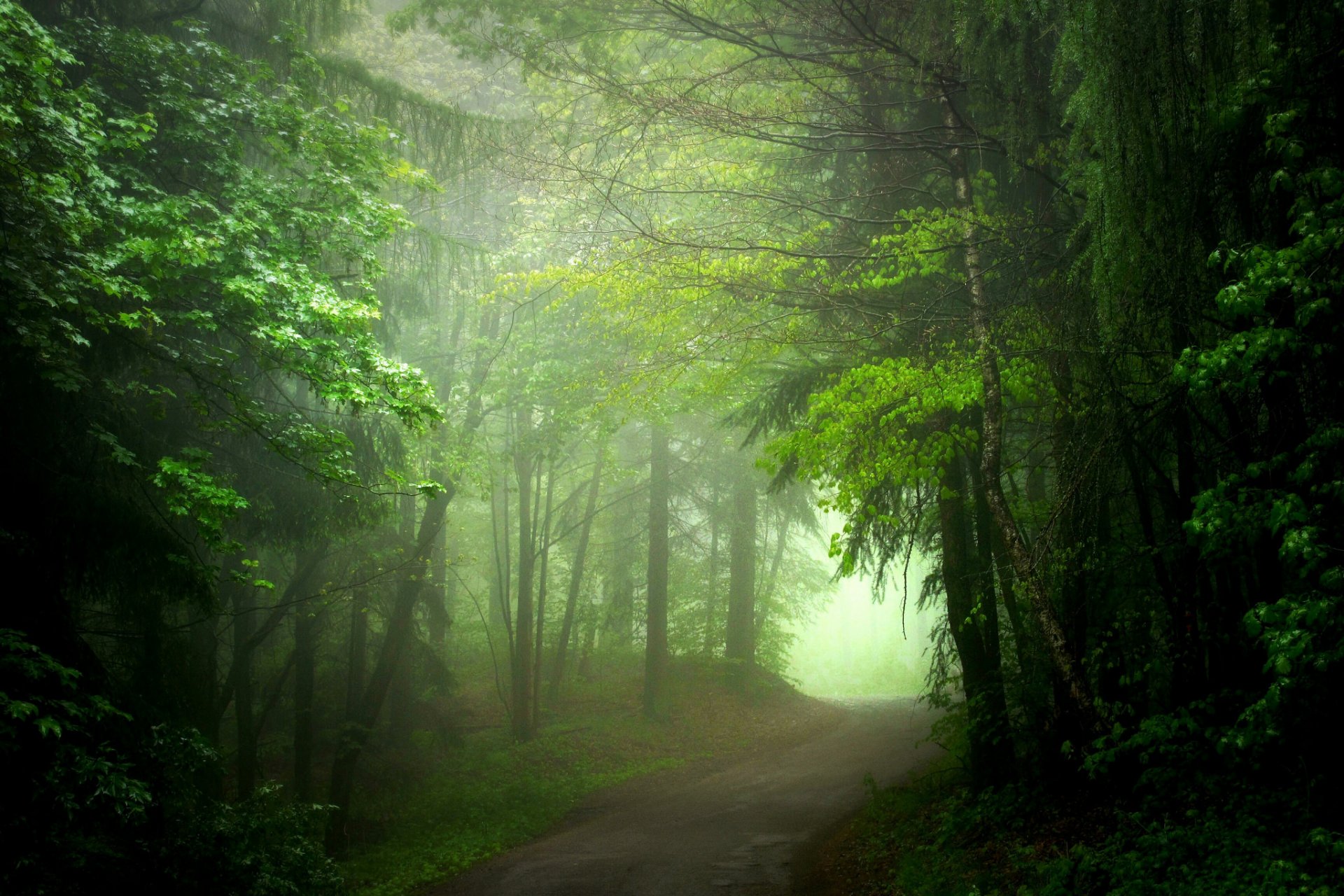 bosque carretera niebla verano