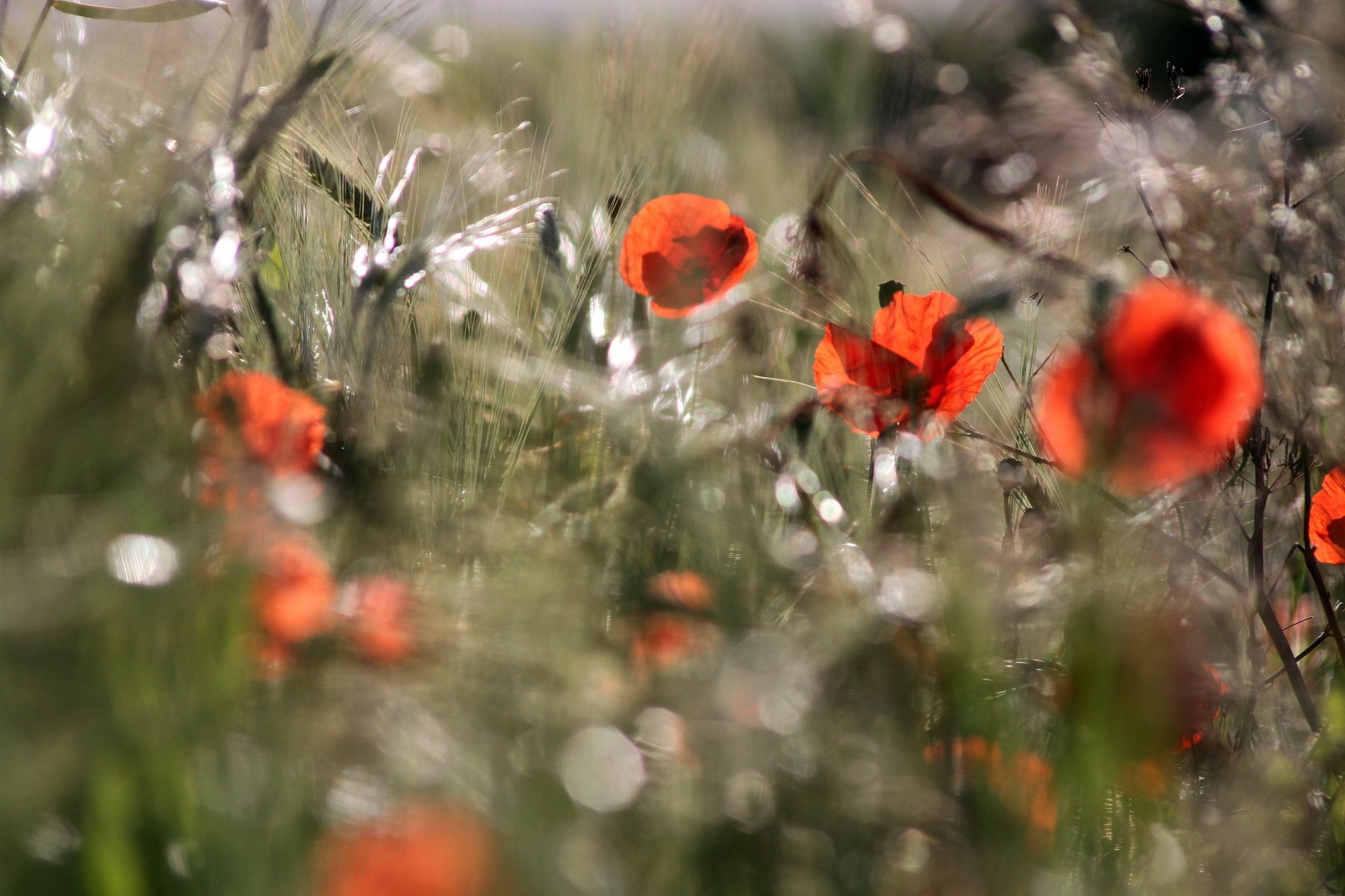 the field summer poppies nature light