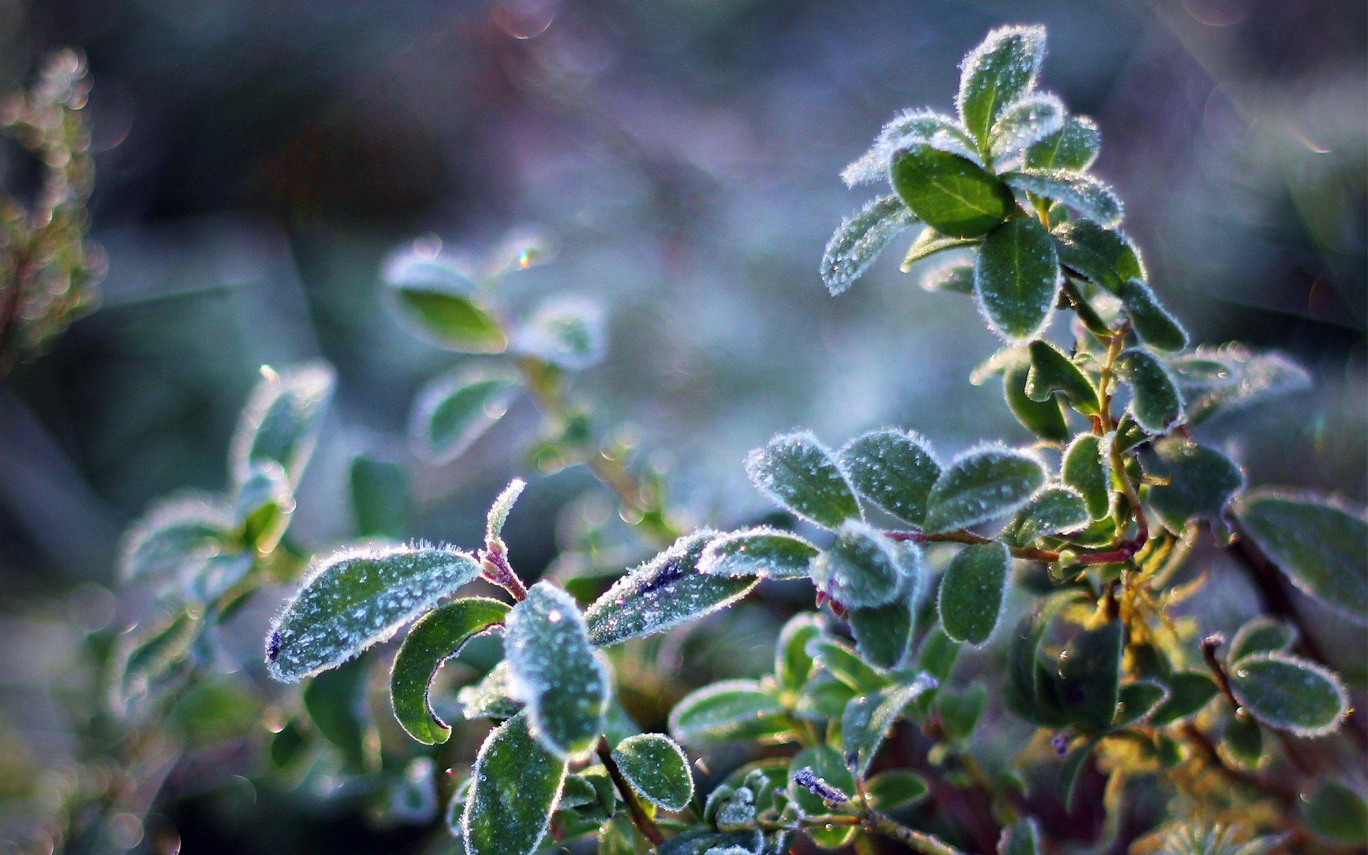 plant frost cool leaves crystals sun light