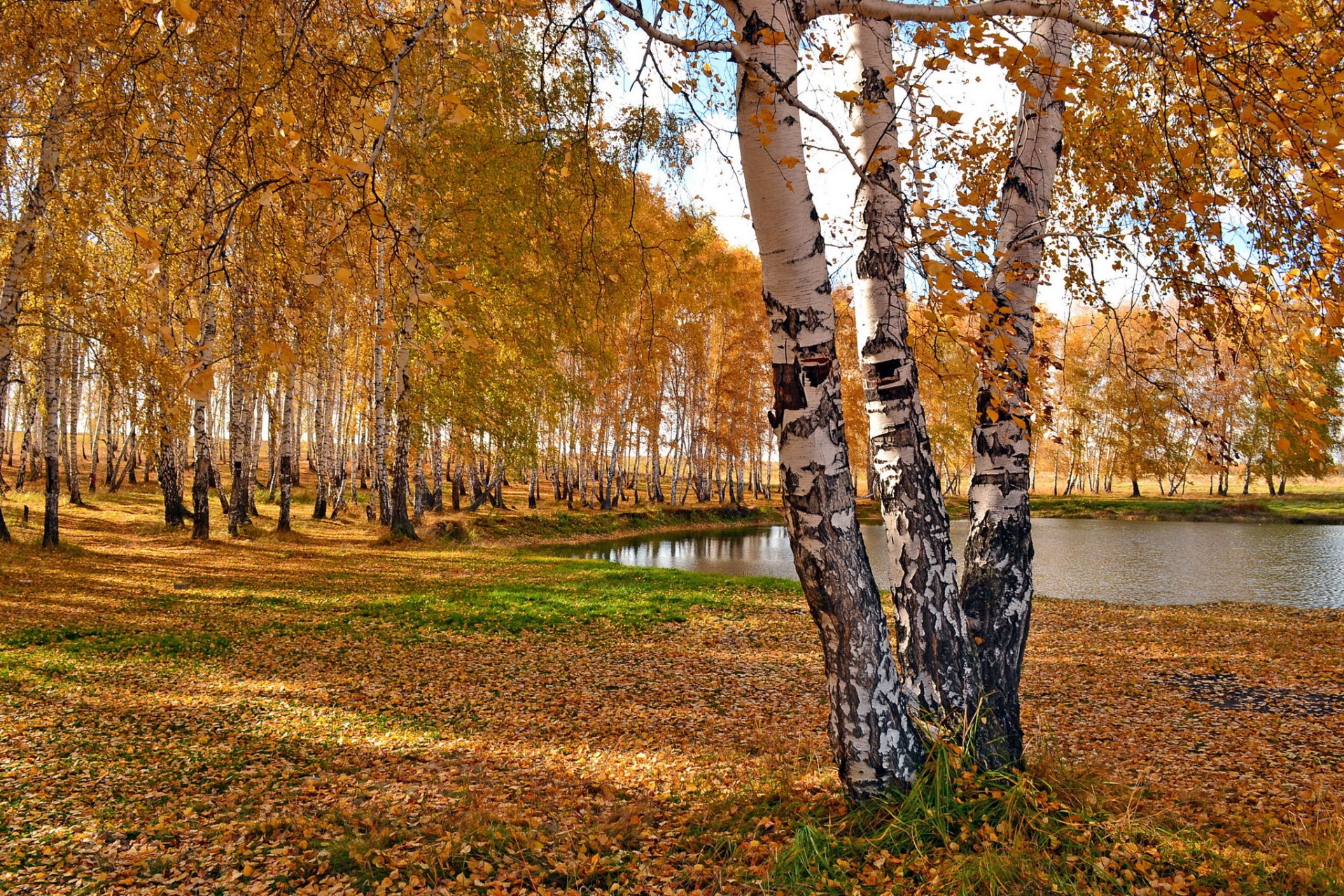 park jesień drzewa brzozy staw jezioro