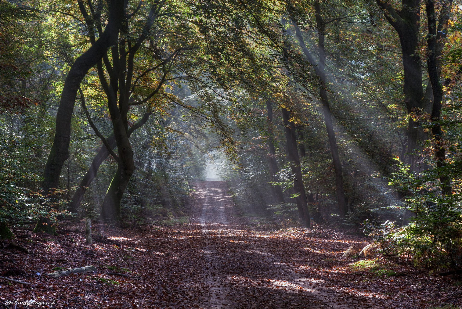 autunno foresta strada raggi del sole