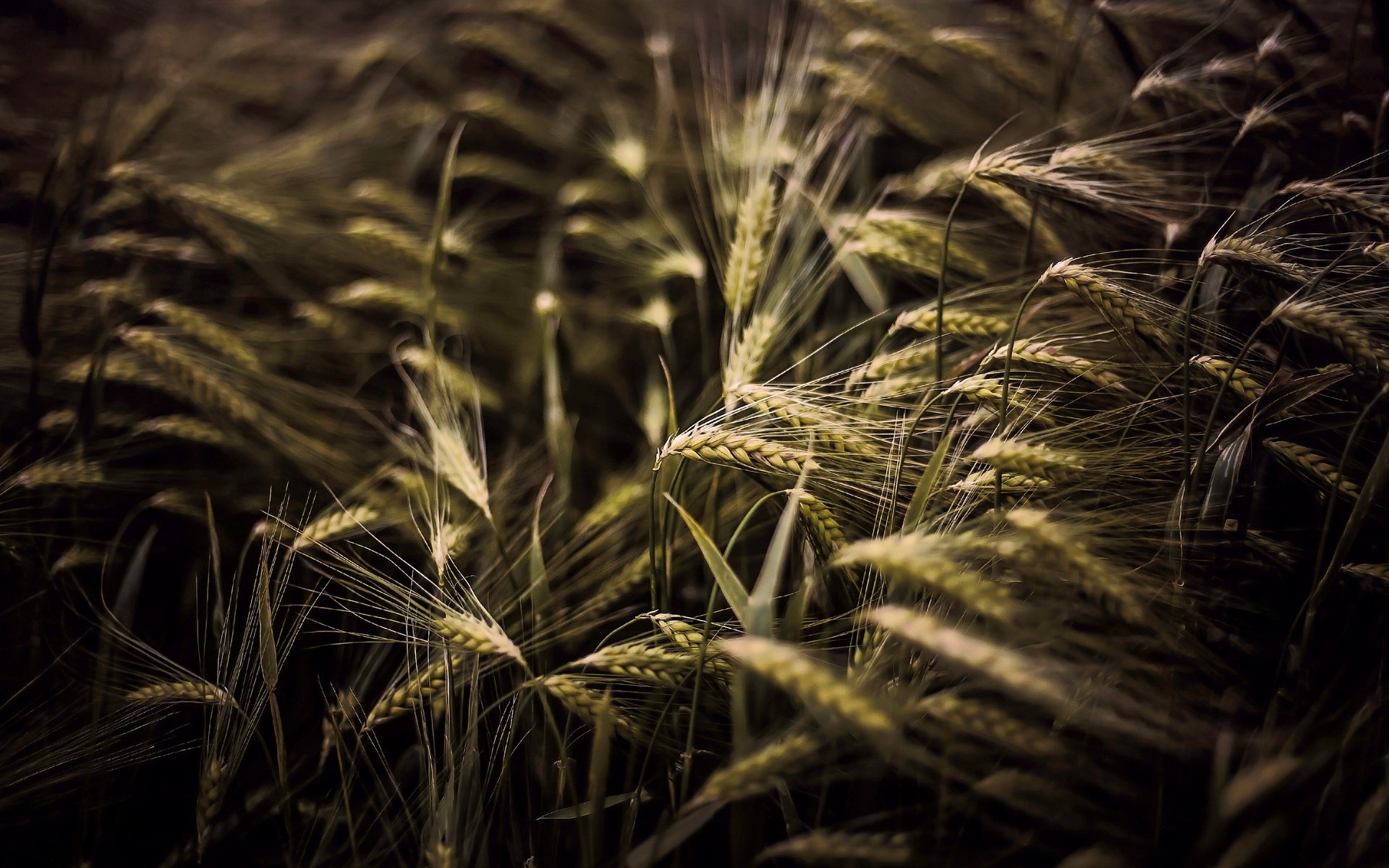 natura macro grano segale spighette spighette spighetta campo macro sfondo carta da parati widescreen schermo intero widescreen