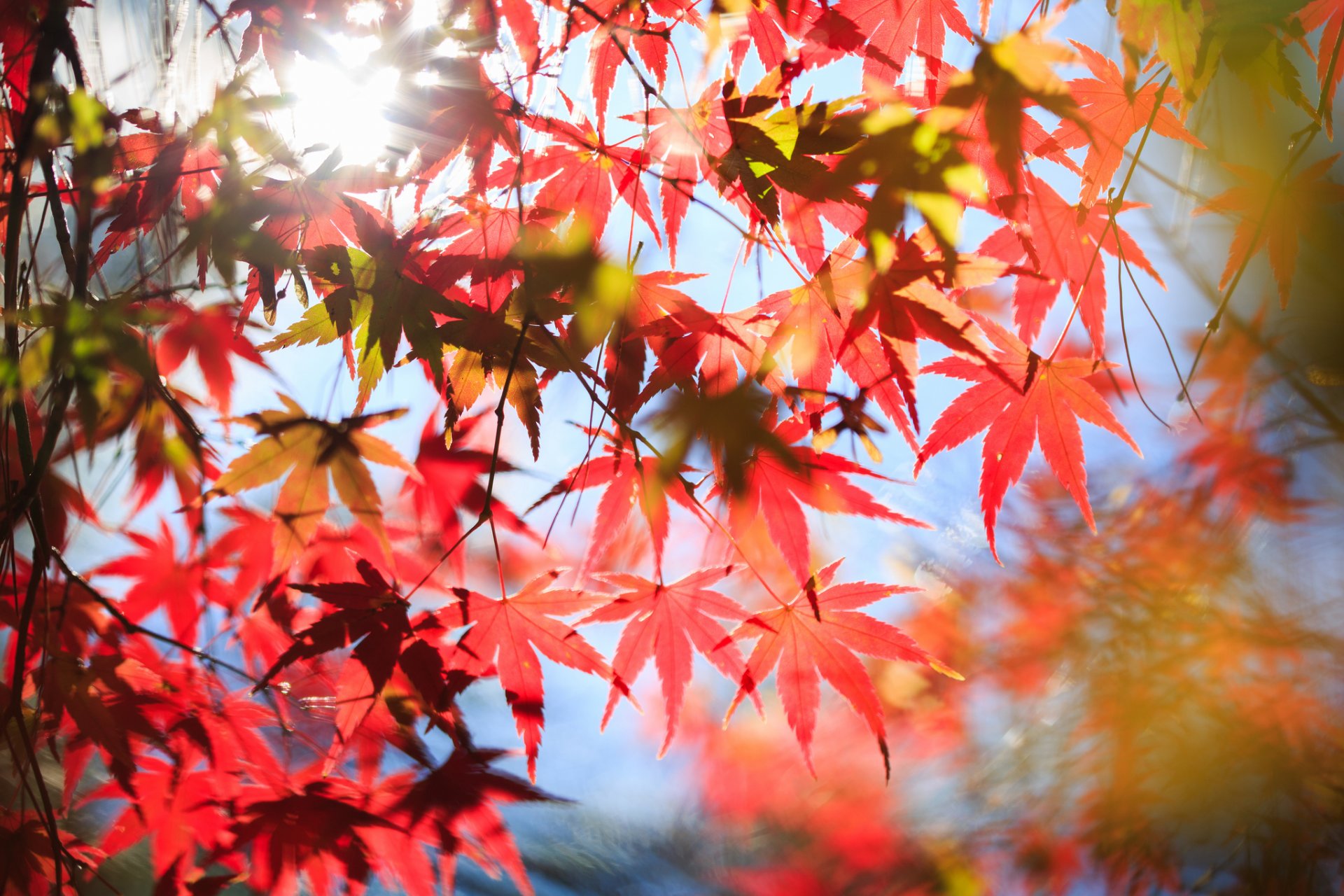 autunno albero acero foglie rosso corona