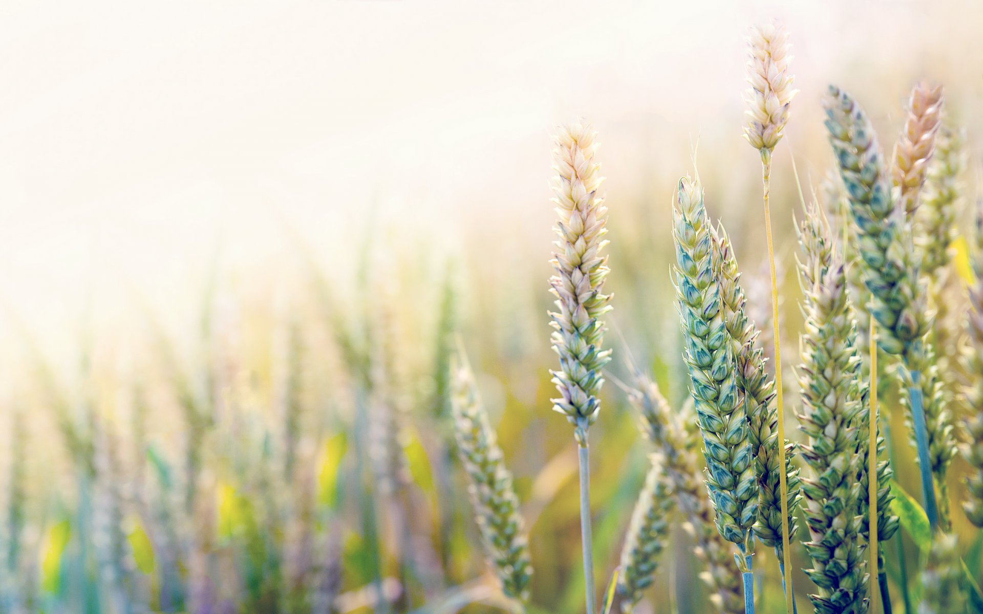 close up ears wheat the field solar