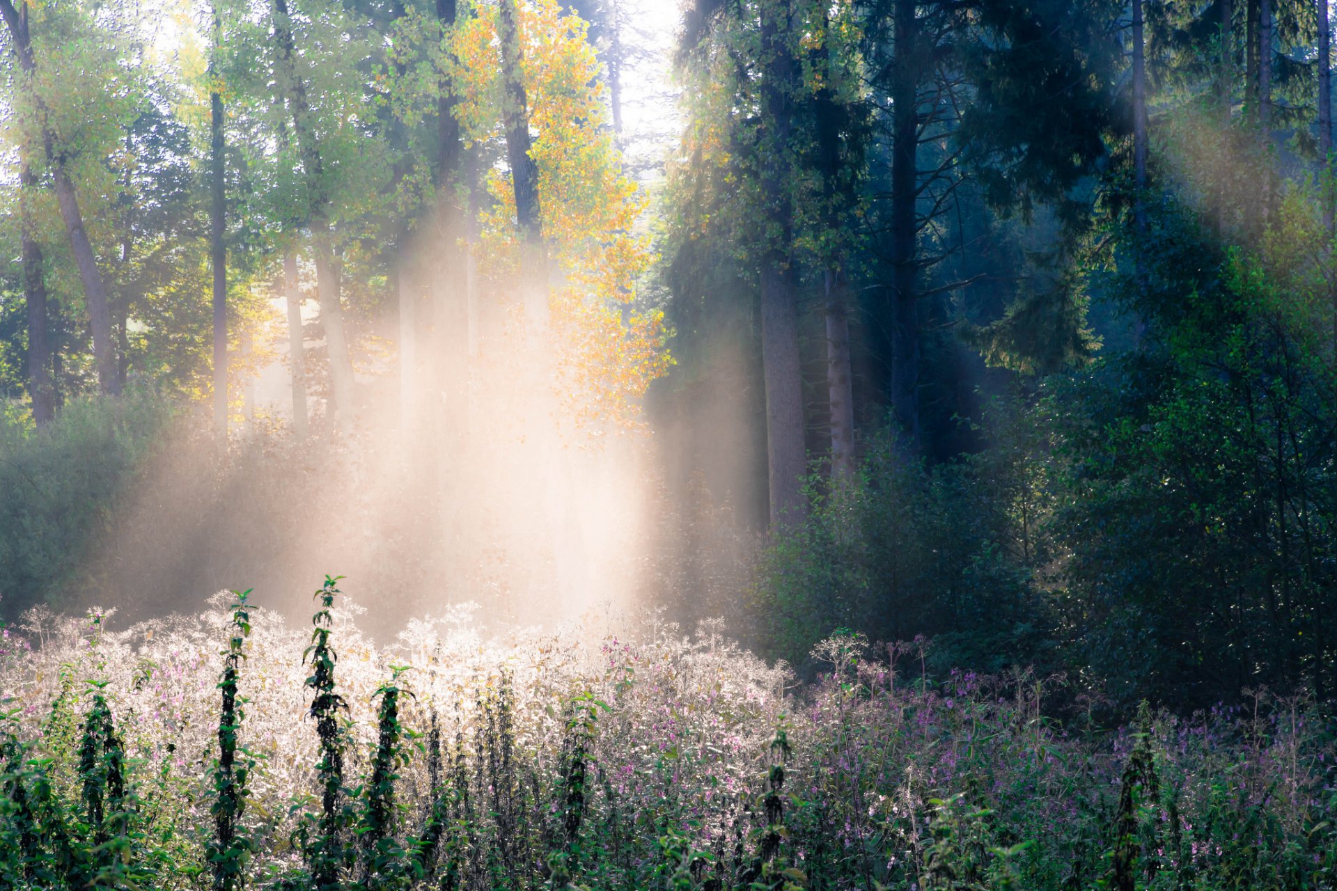 wald herbst gras bäume strahlen licht