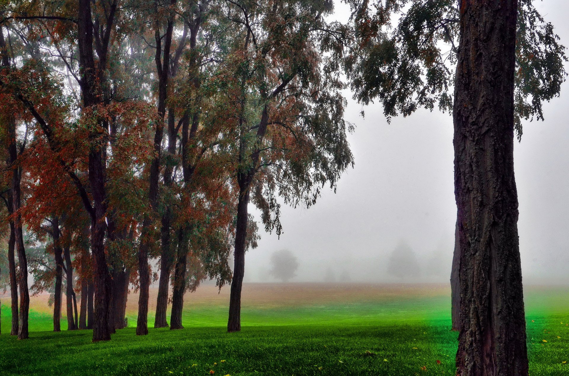 automne brouillard champ arbres herbe