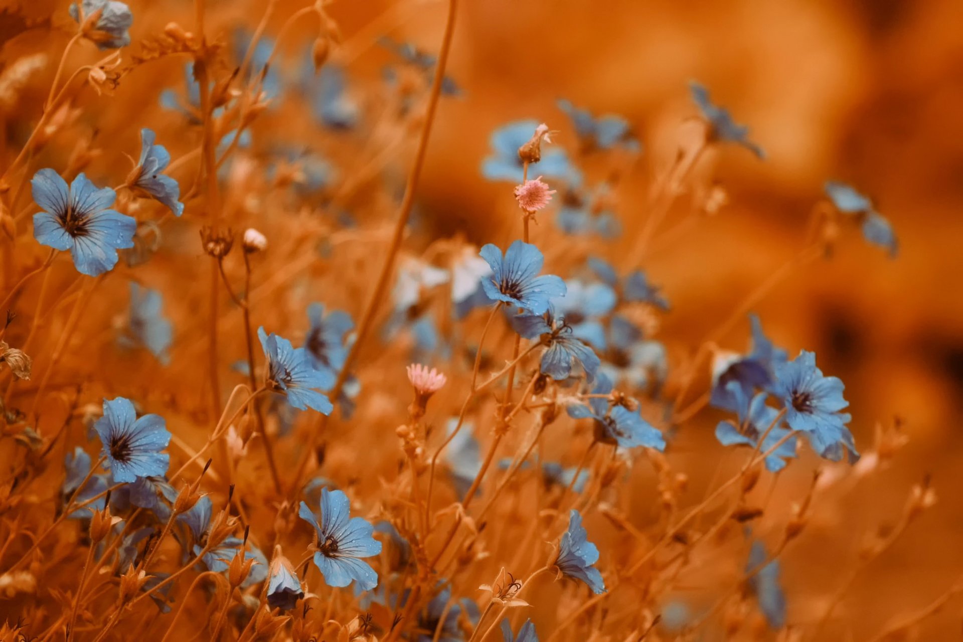 fleurs fond bokeh