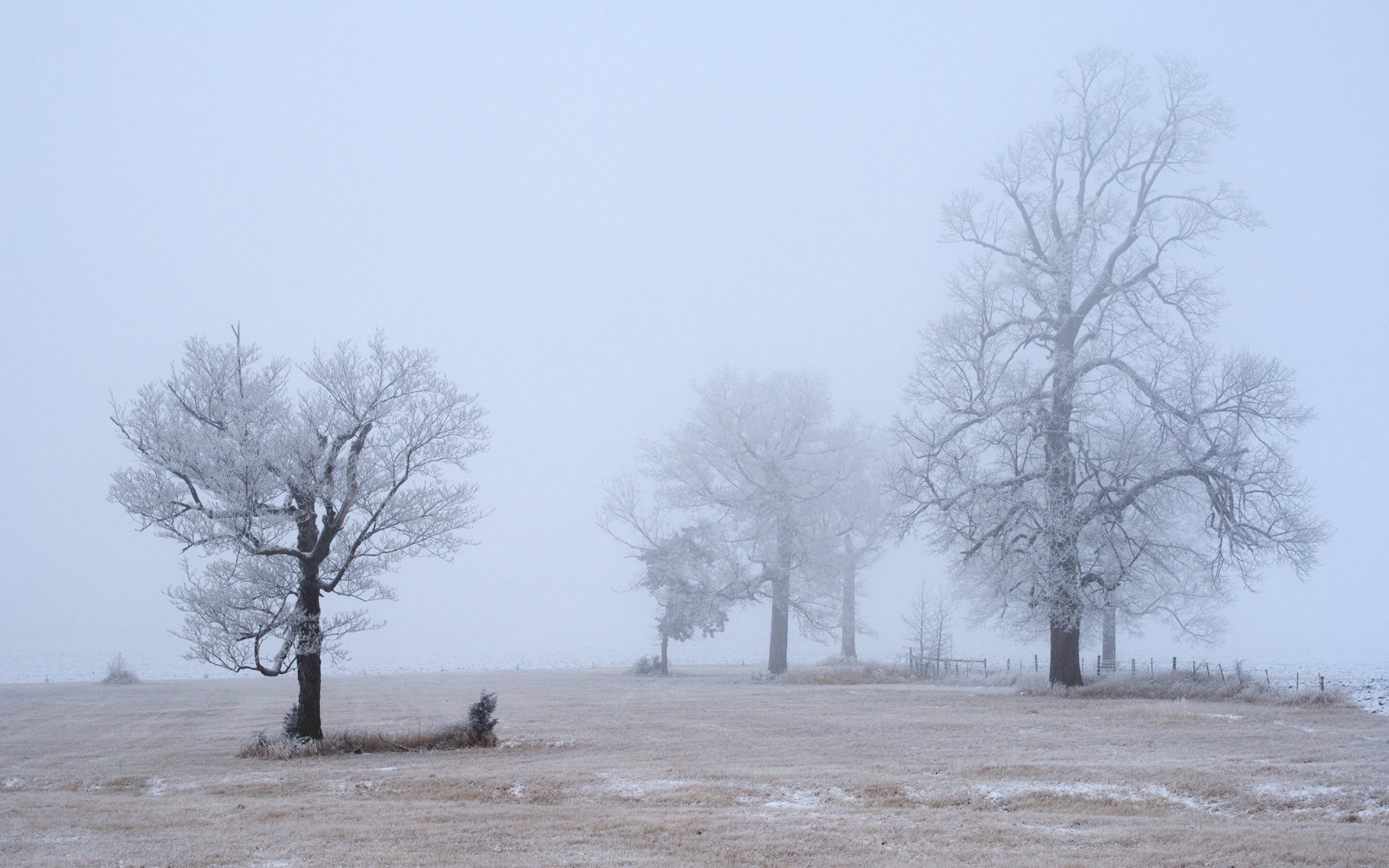 arbres givre matin