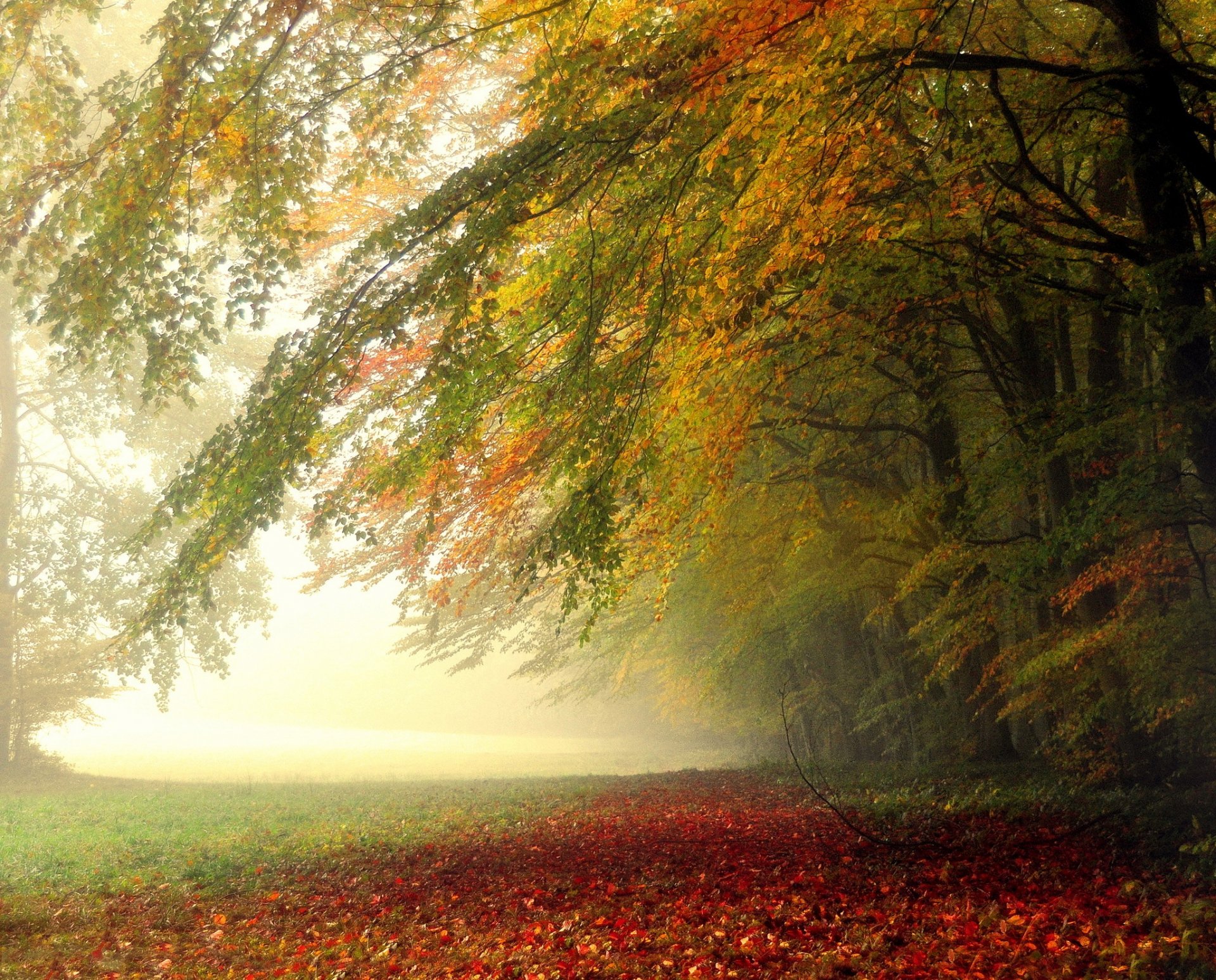 forêt arbres feuilles matin