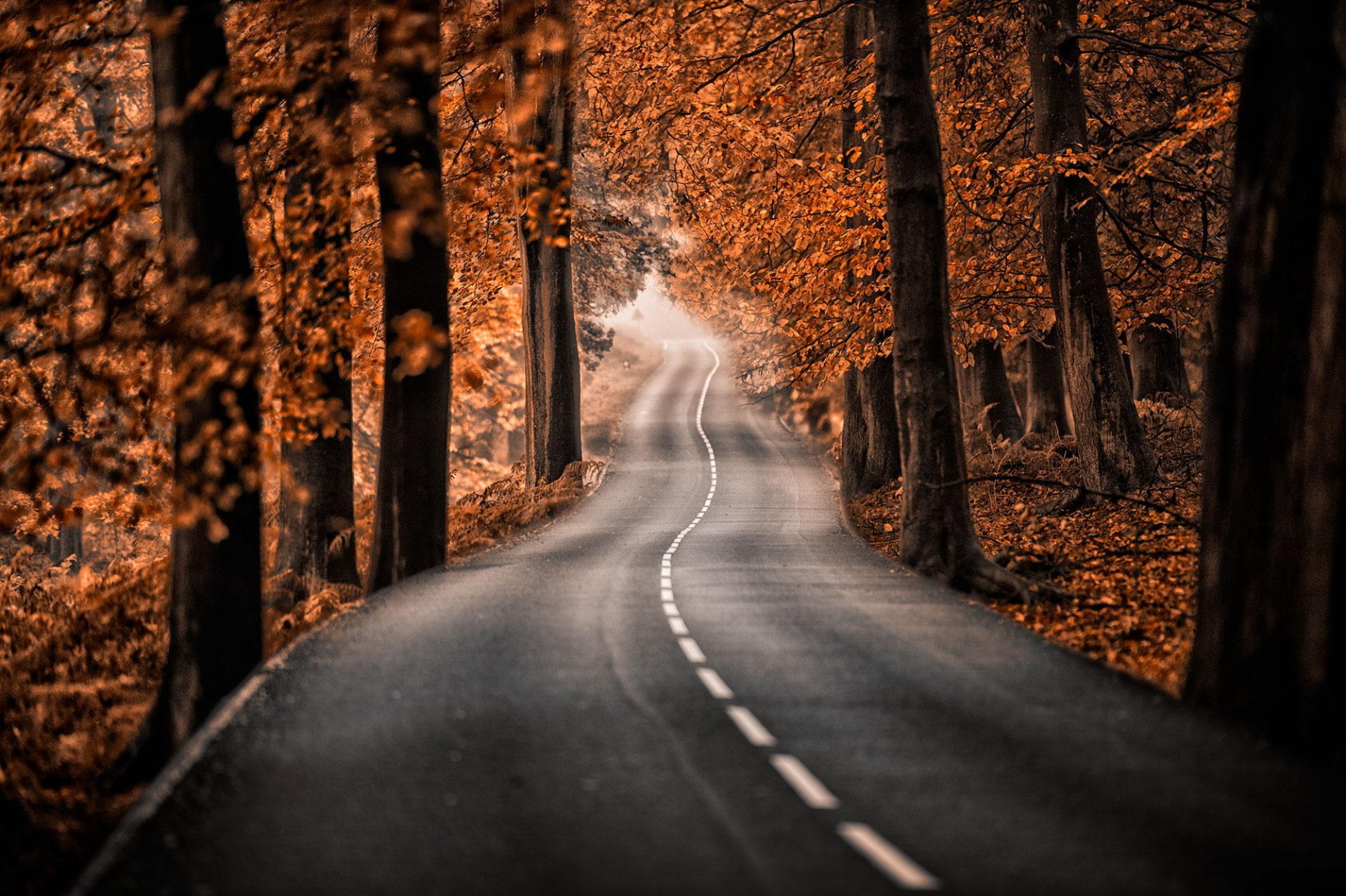 straße bäume herbst wald park natur