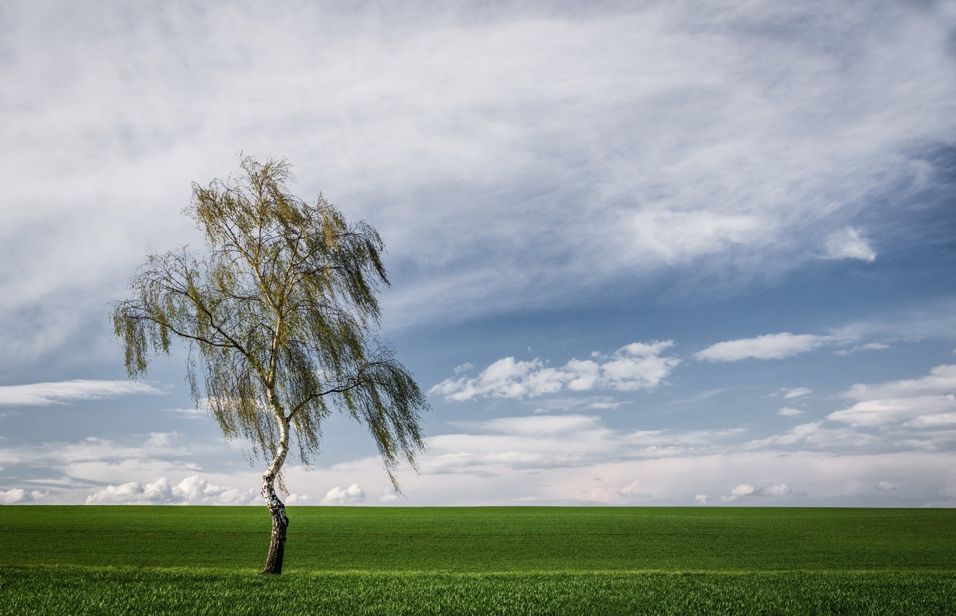 albero campo