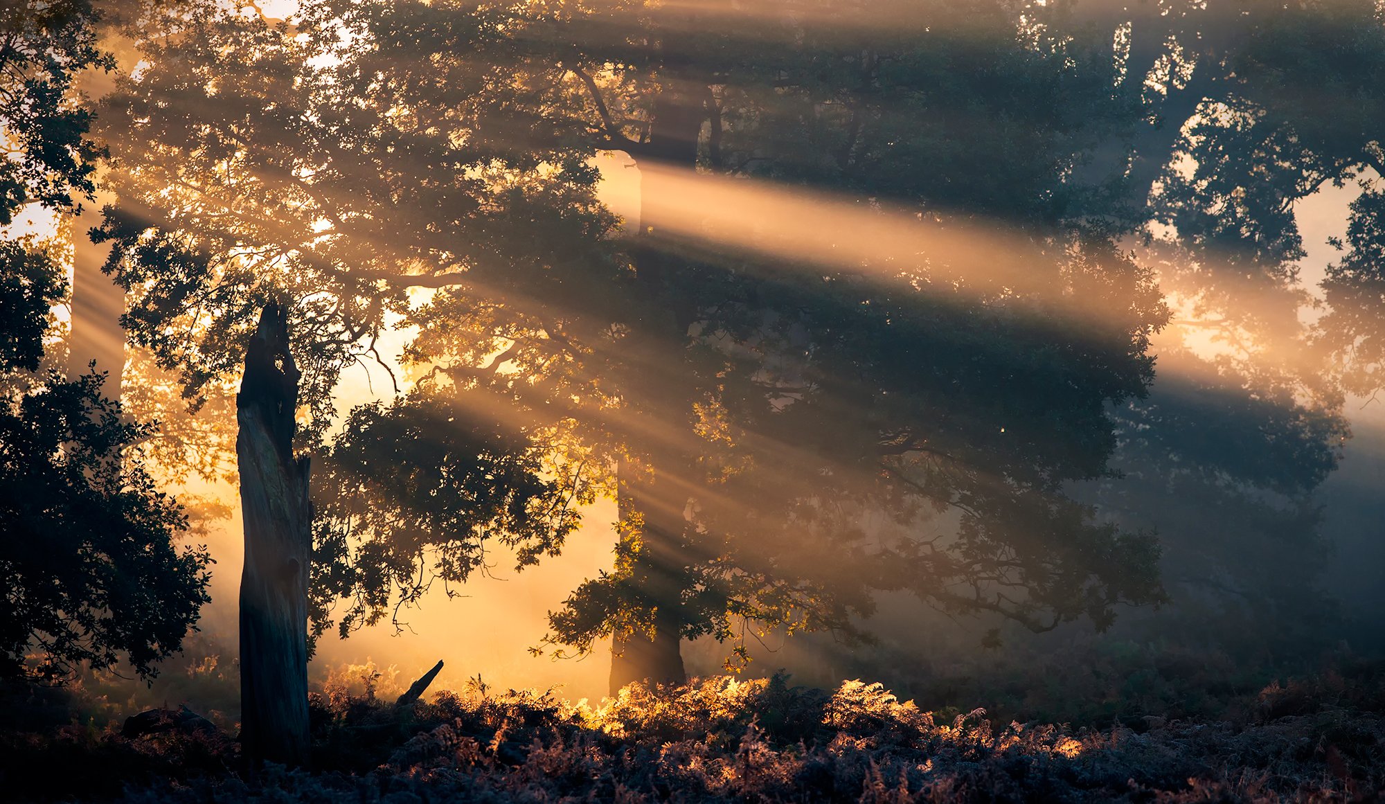 wald bäume sonnenstrahlen