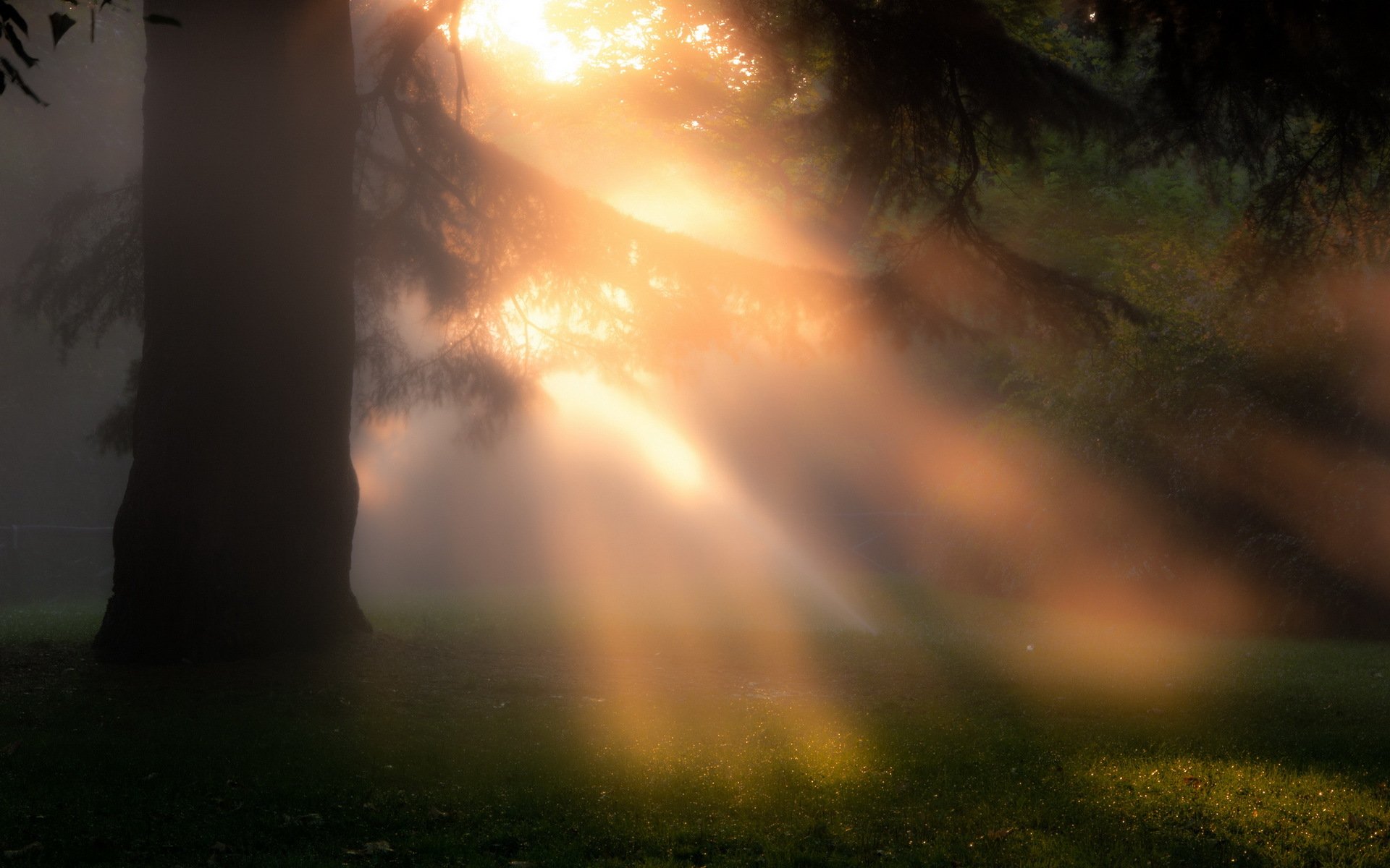 mañana árbol niebla naturaleza