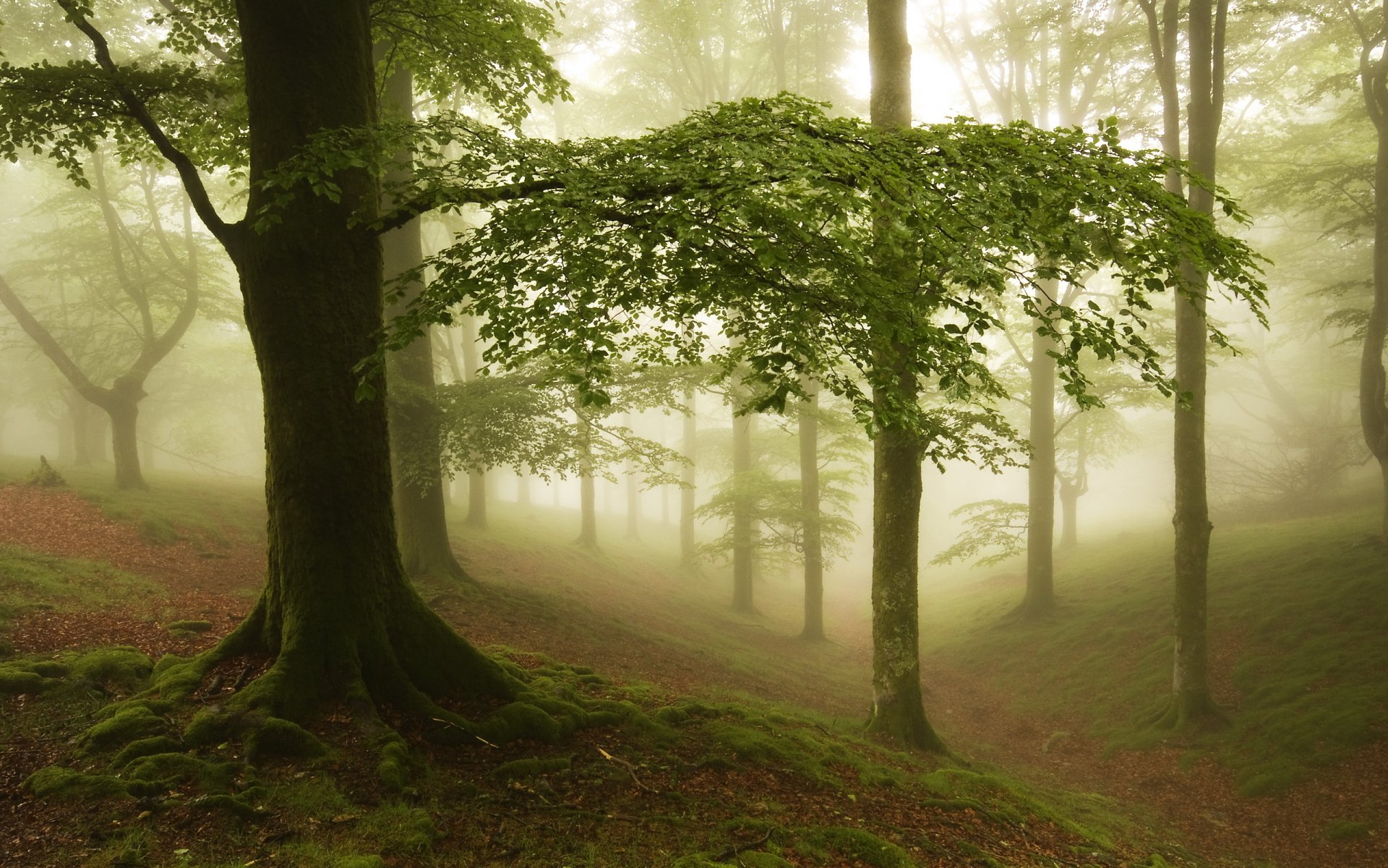 forest fog nature