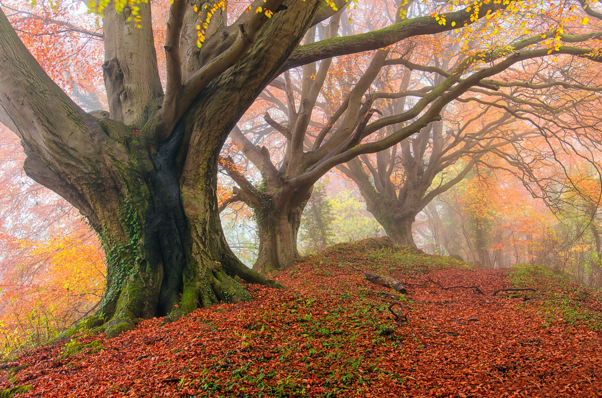 bosque otoño niebla