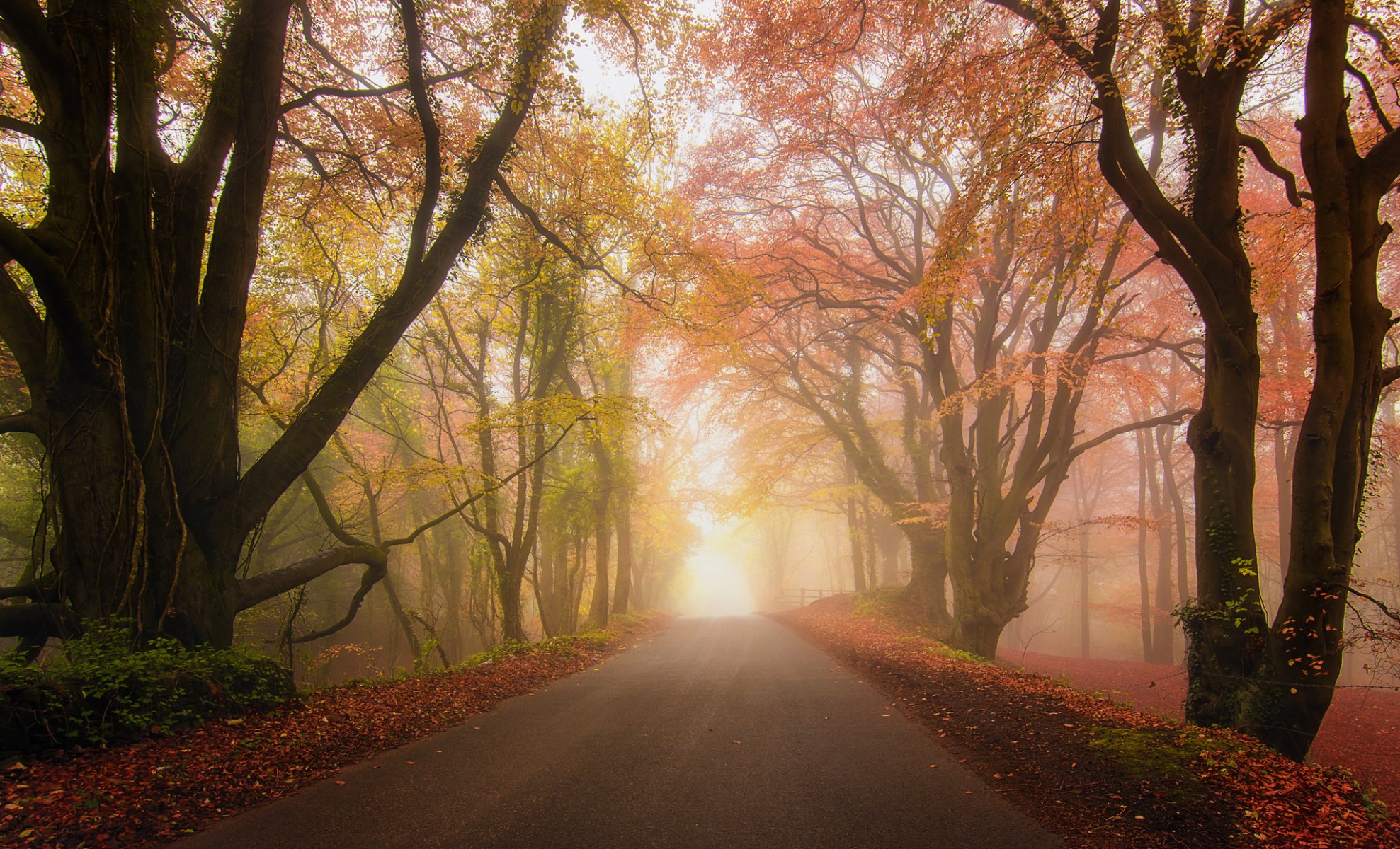 foresta parco strada nebbia autunno