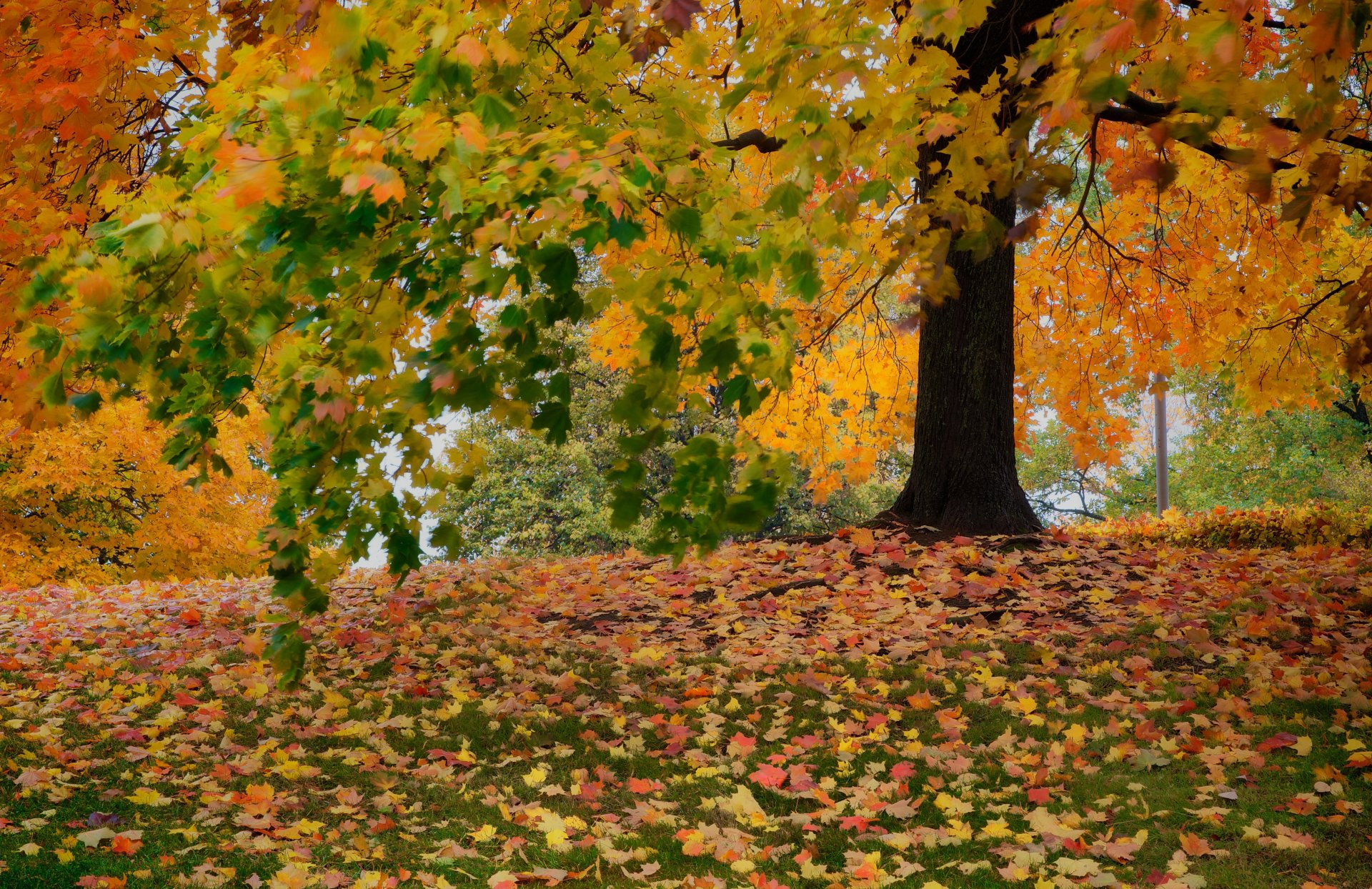 tree foliage autumn