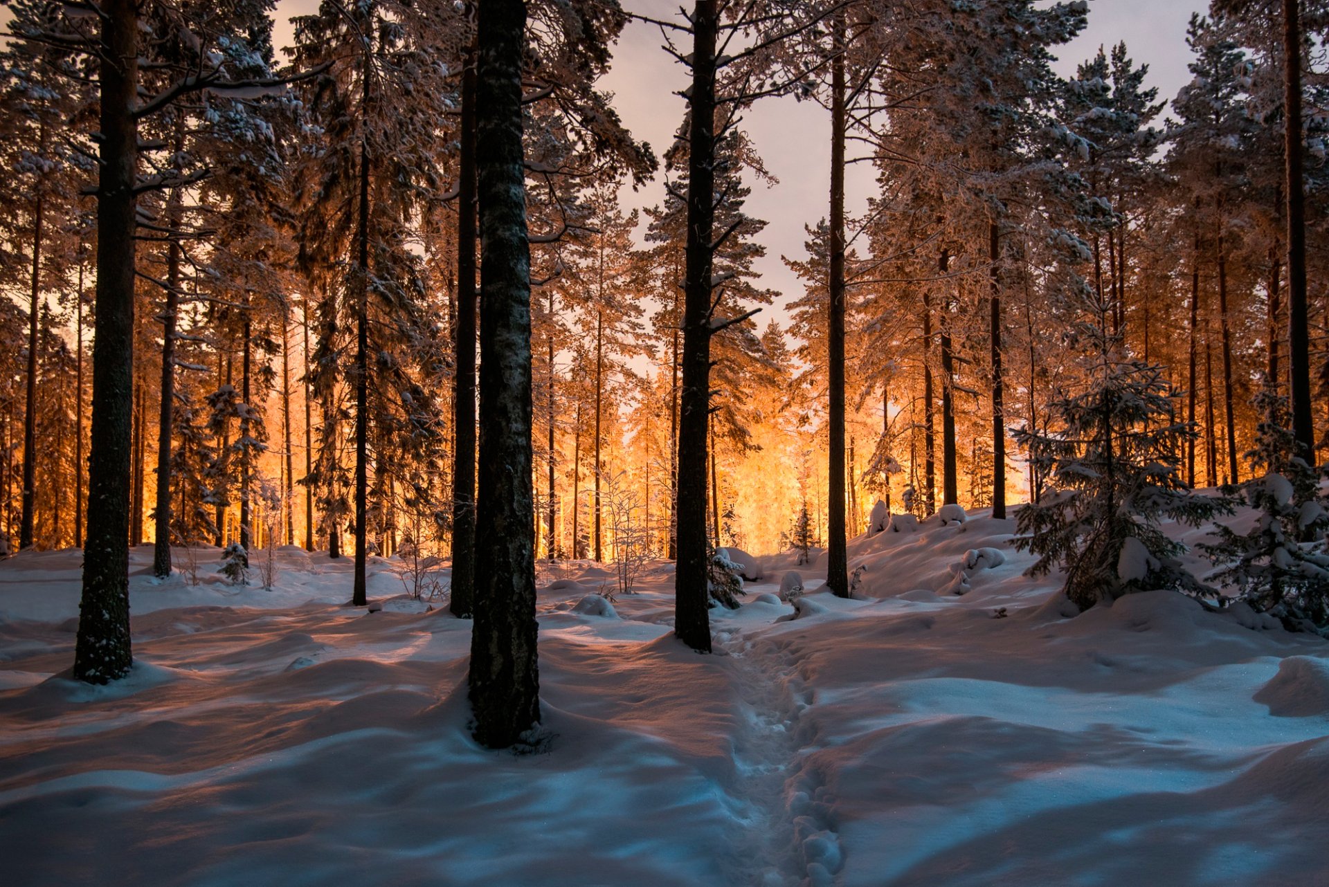 forest winter snow trail