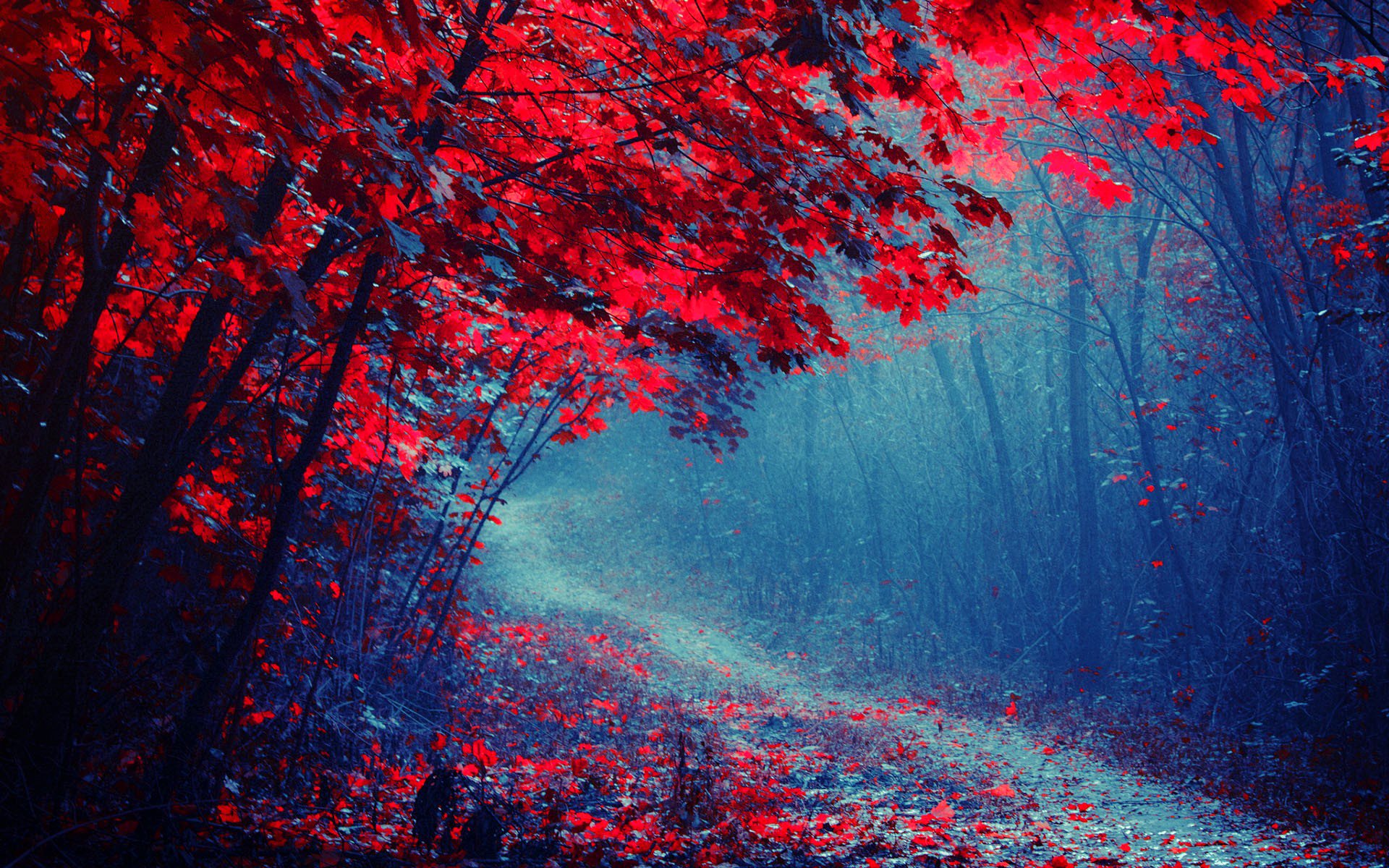 forêt route arbres automne pourpre brouillard parc chemin