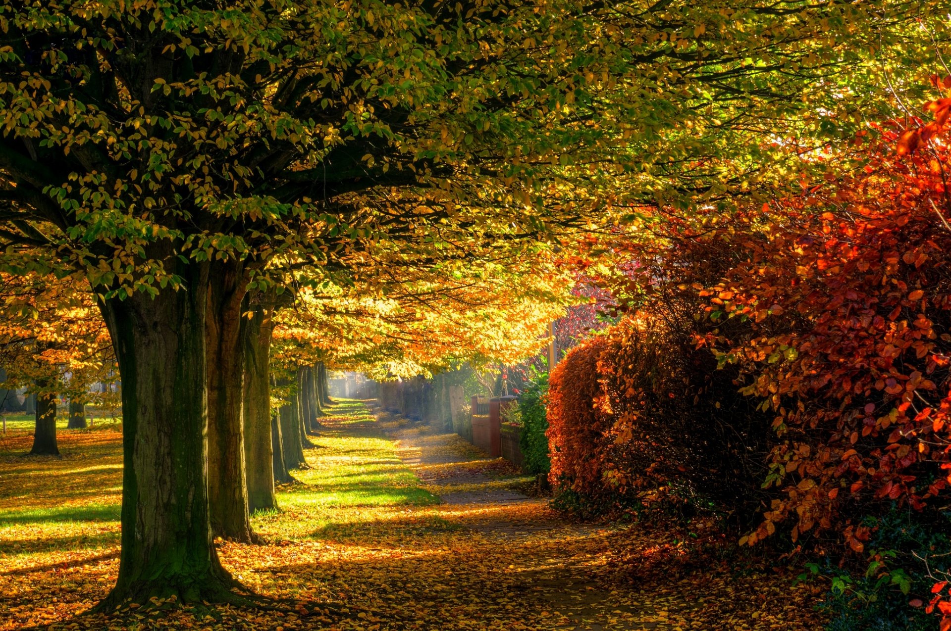 nature forest park trees leaves colorful road autumn fall colors walk