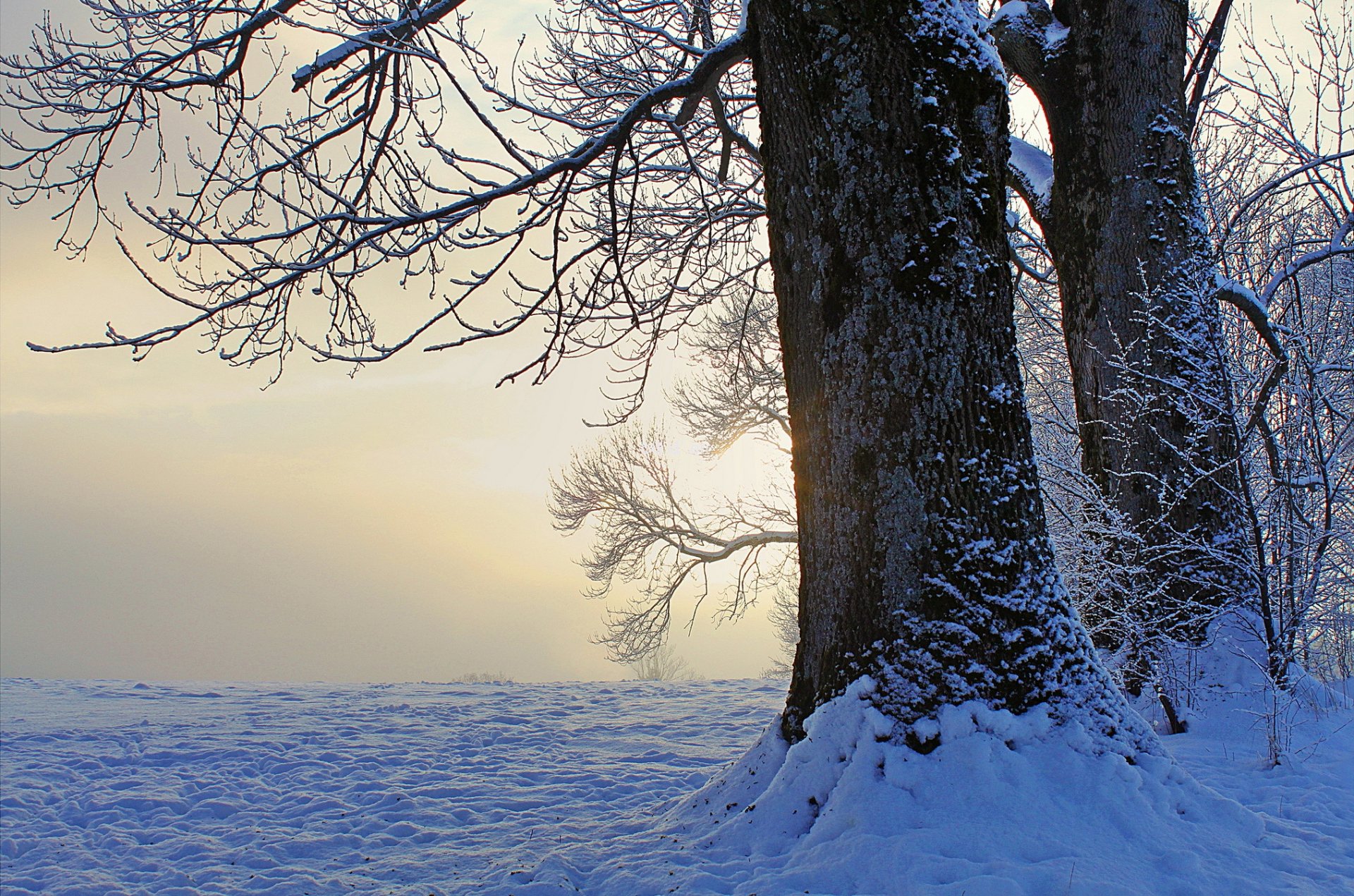 inverno neve alberi sera tramonto