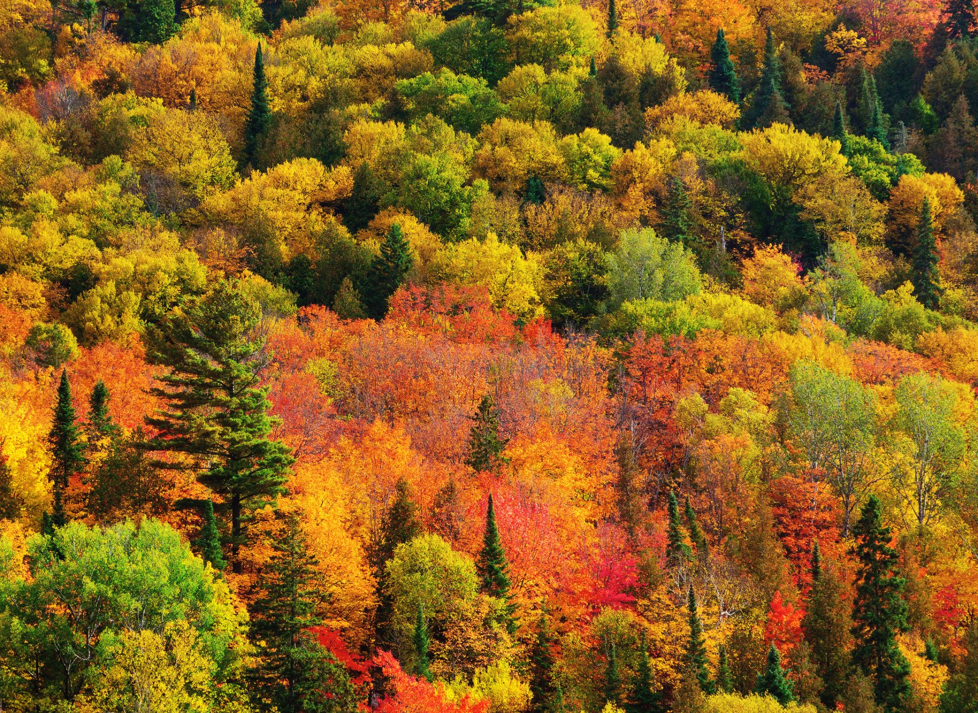 naturaleza canadá ontario bosque pinturas otoño