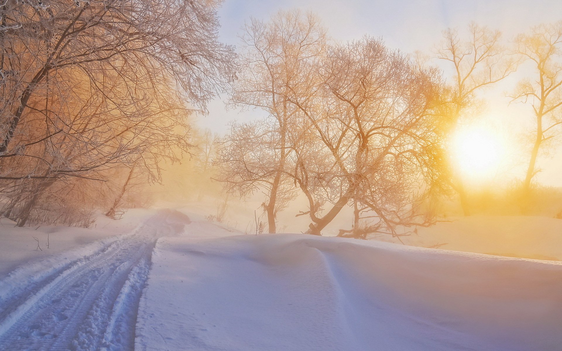 morning winter nature light fog