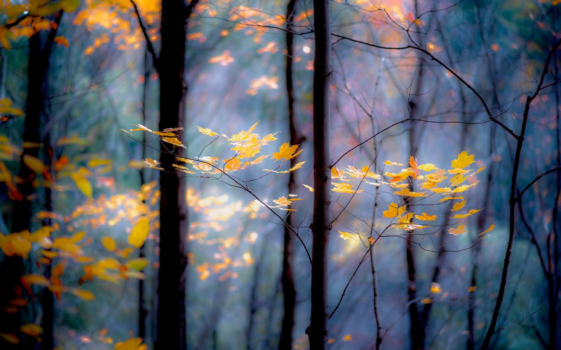 wald bäume zweige blätter herbst gelb