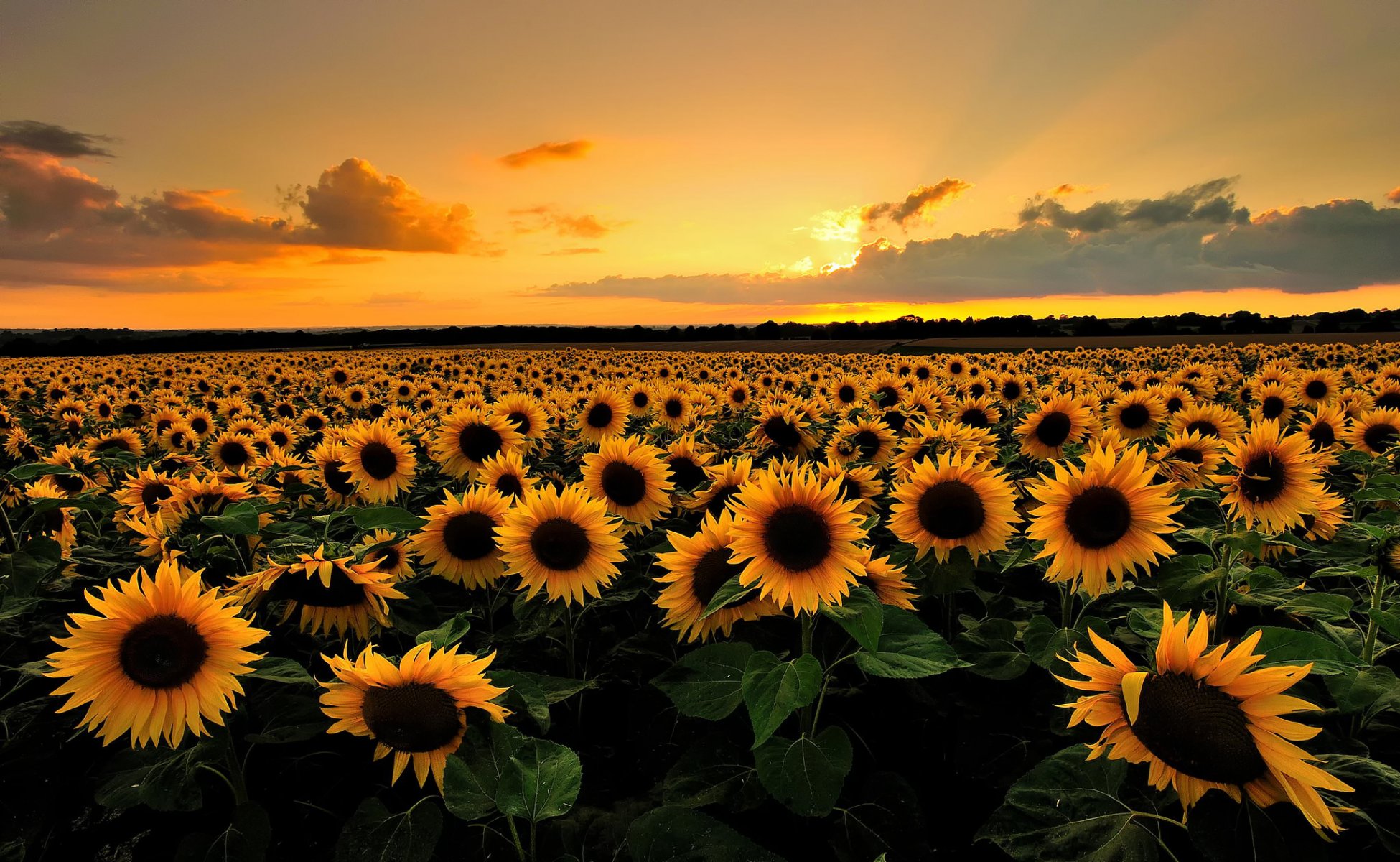 tournesols fleurs champ été nuages coucher de soleil soir nature