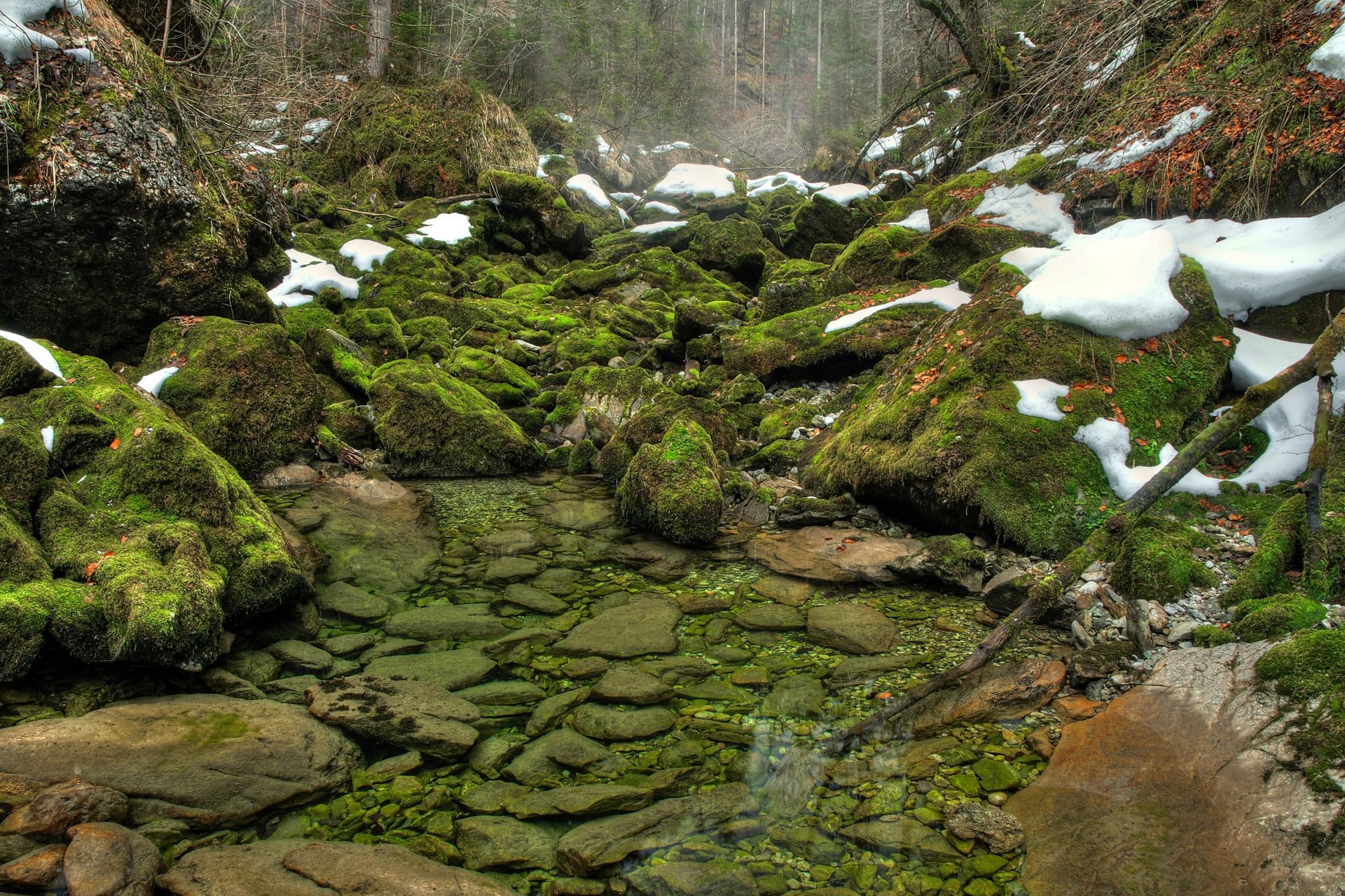 pietre muschio verde neve acqua fiume foresta