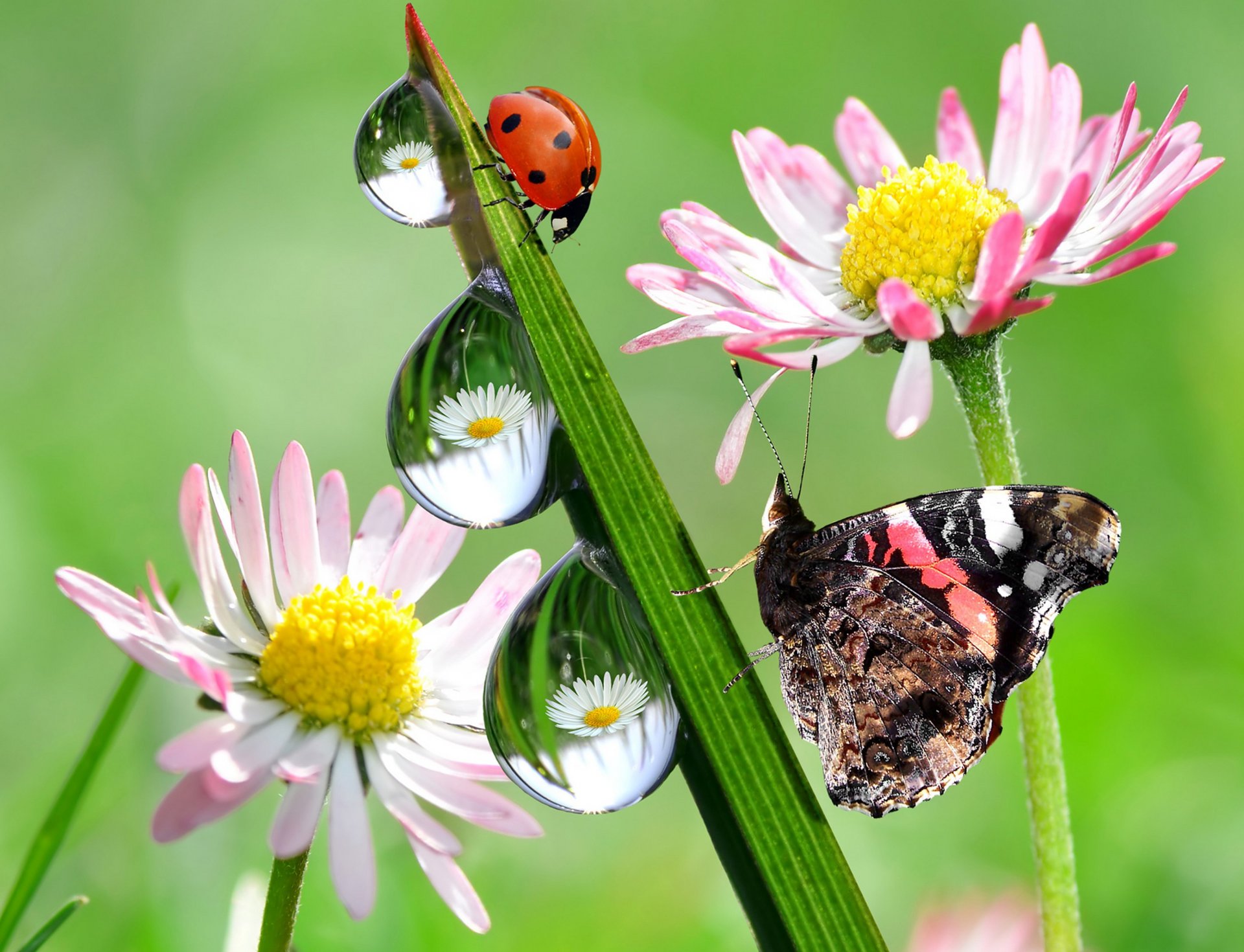 natur marienkäfer schmetterling blumen tropfen reflexion