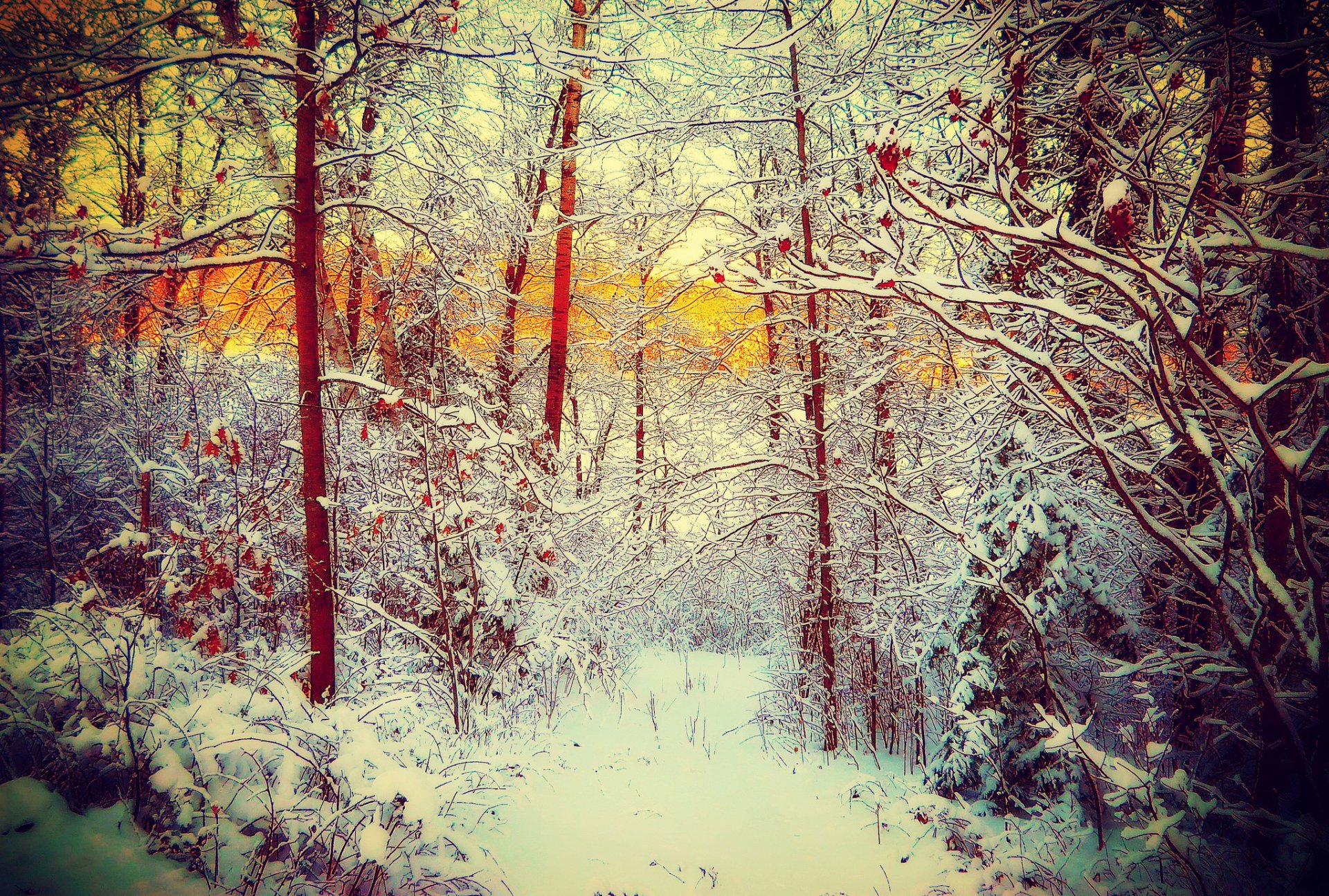 winter snow tree forest