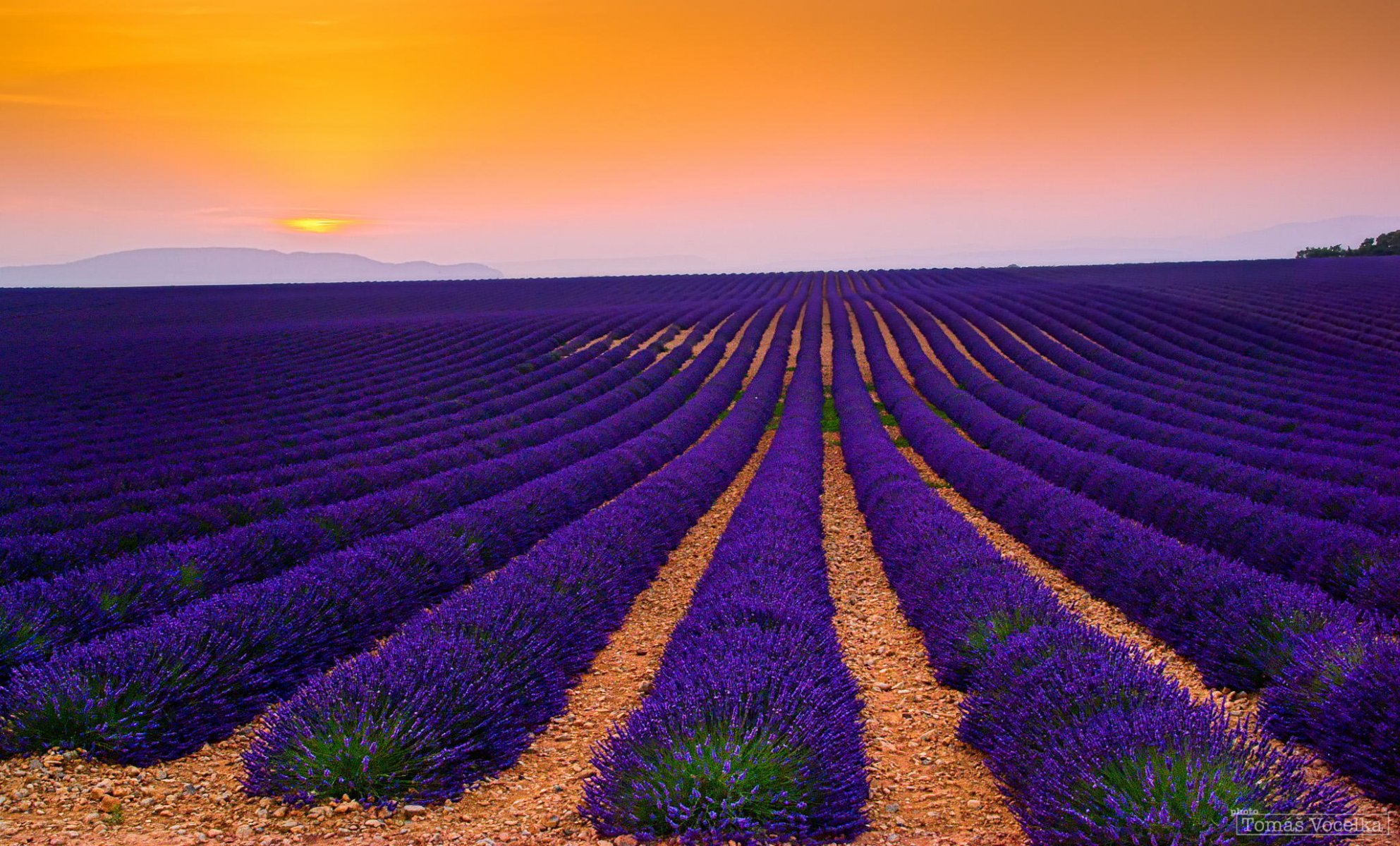 francia piantagione lavanda campo