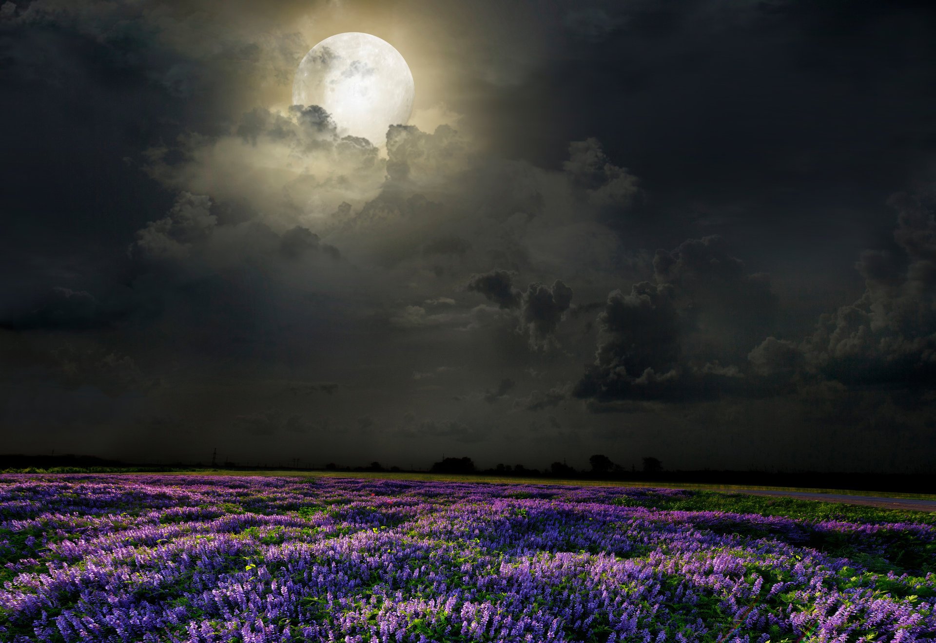 notte luna campo fiori lavanda