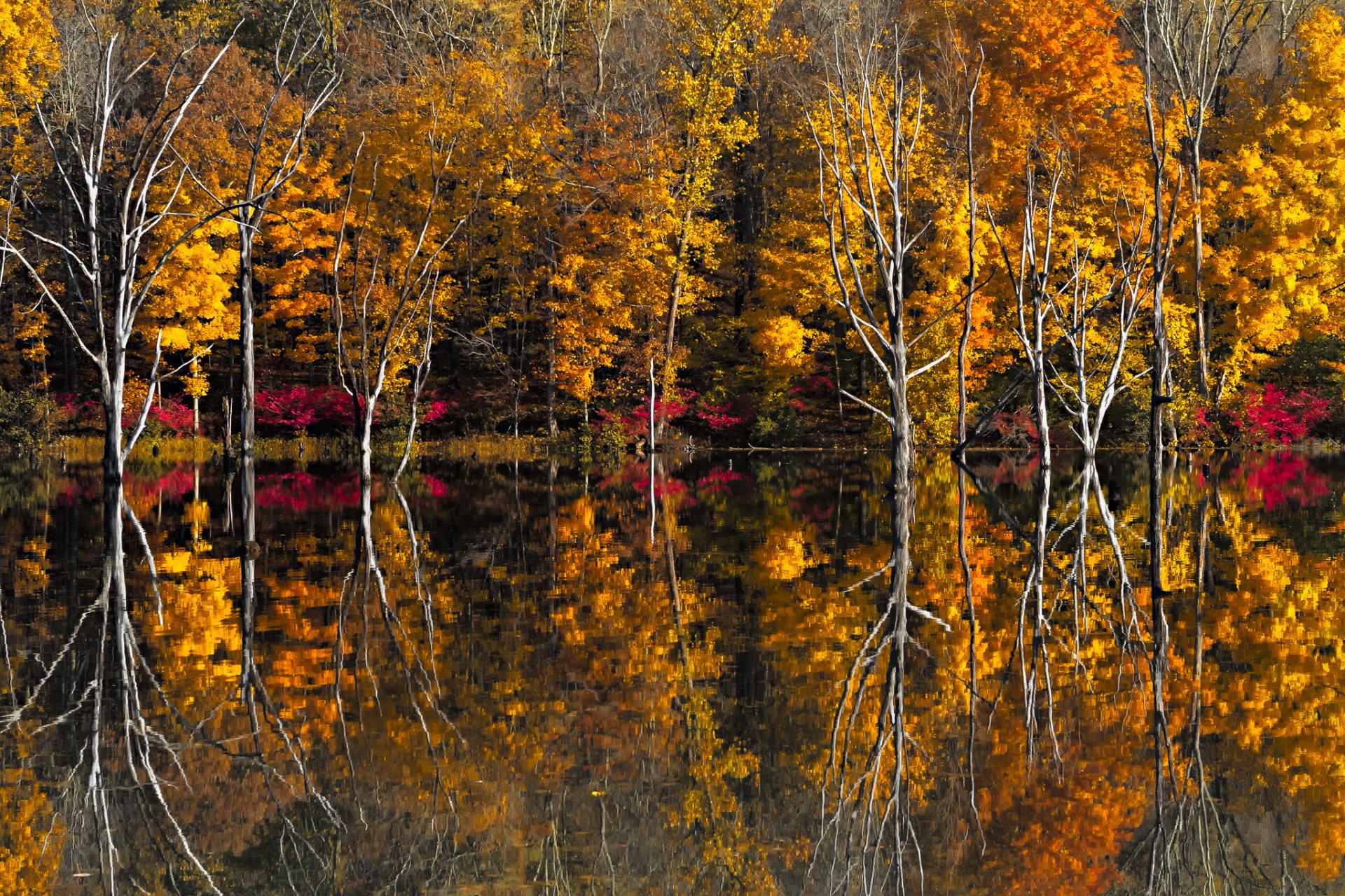 autunno alberi lago riflessione