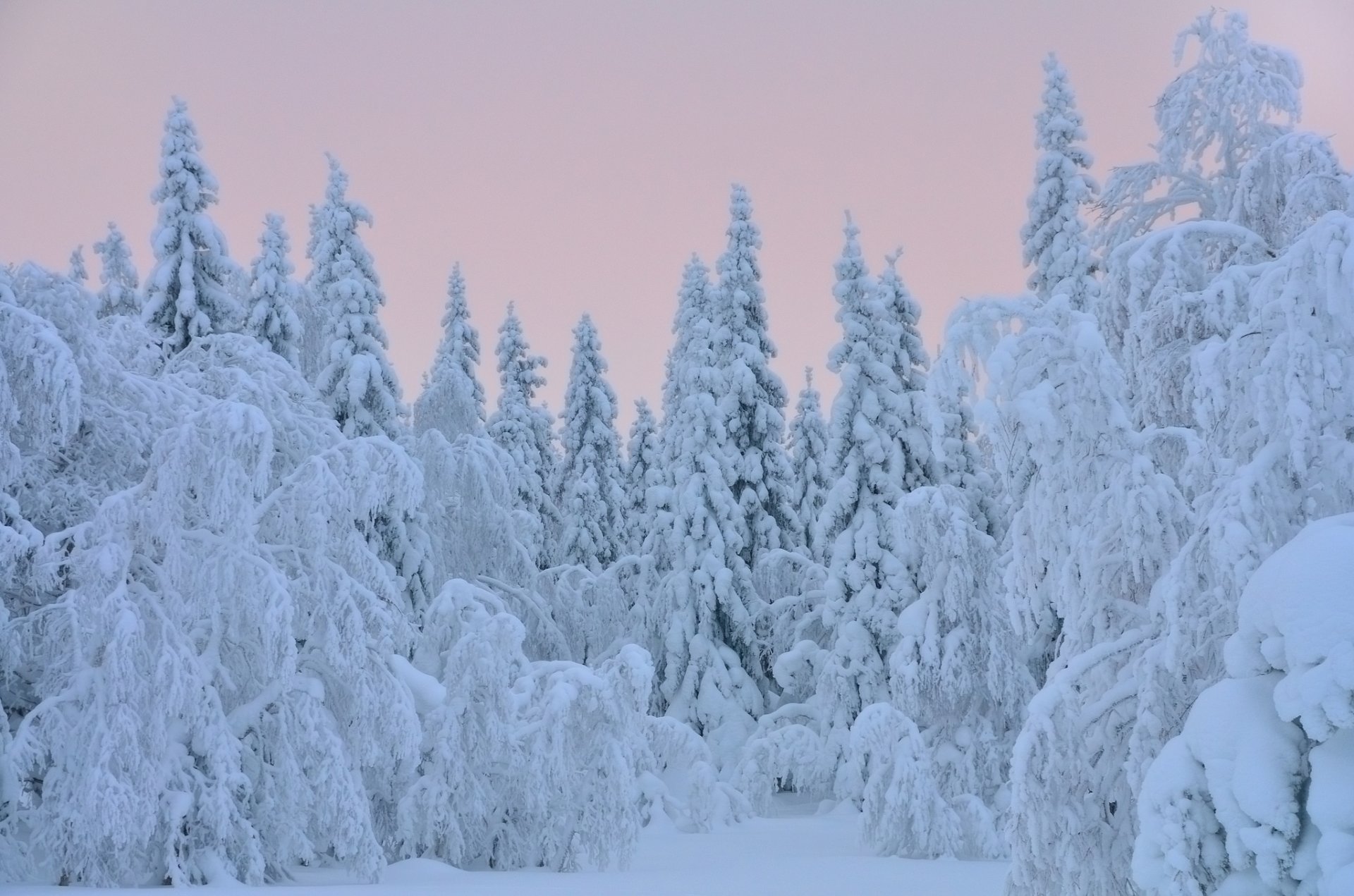 bäume weihnachtsbäume schnee winter