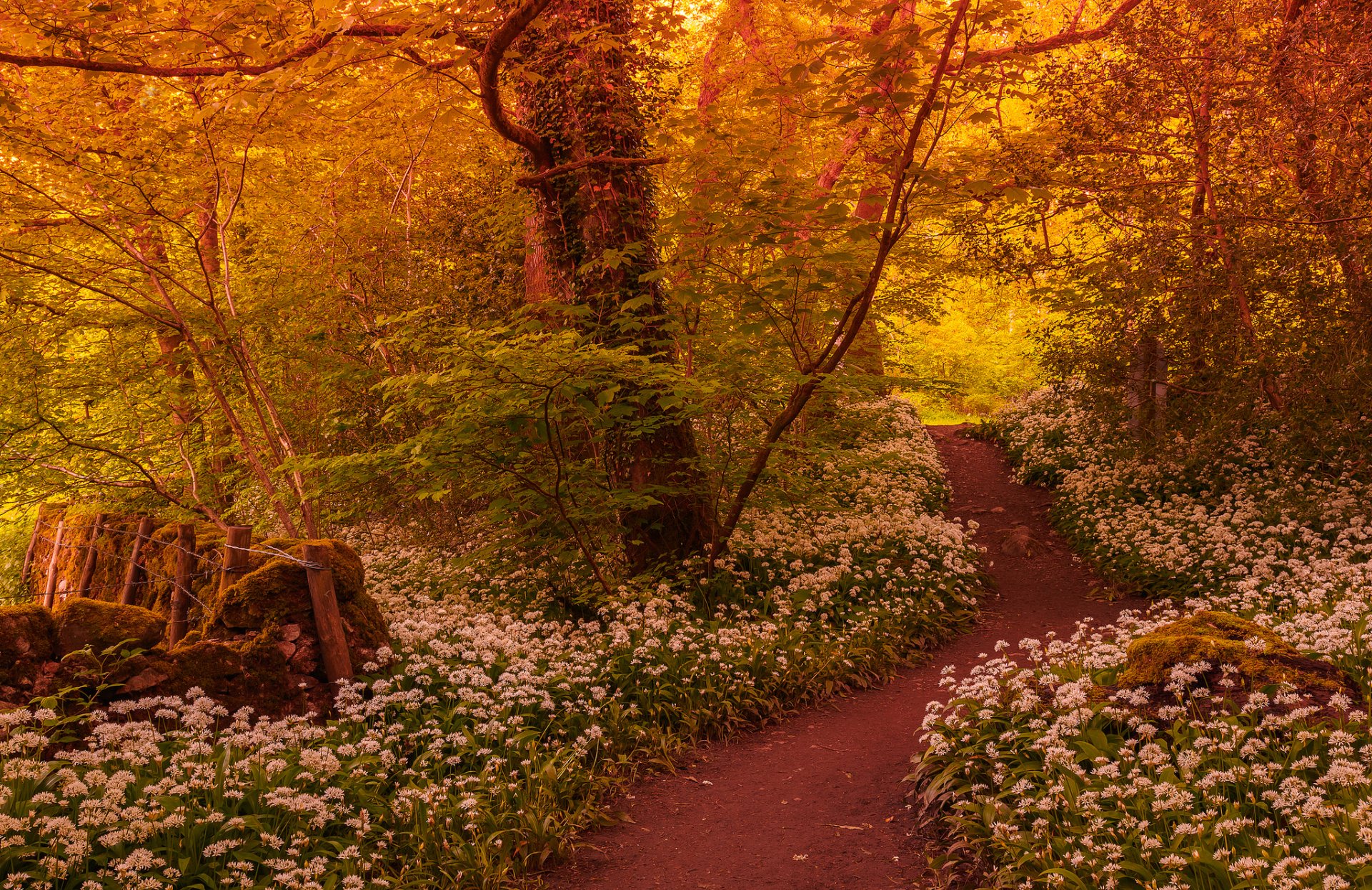 wald weg bäume blumen