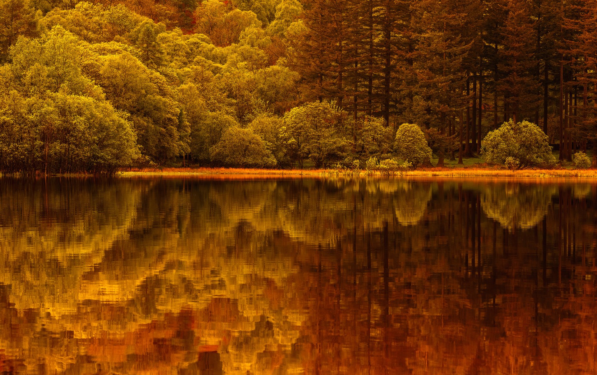 lac forêt réflexion