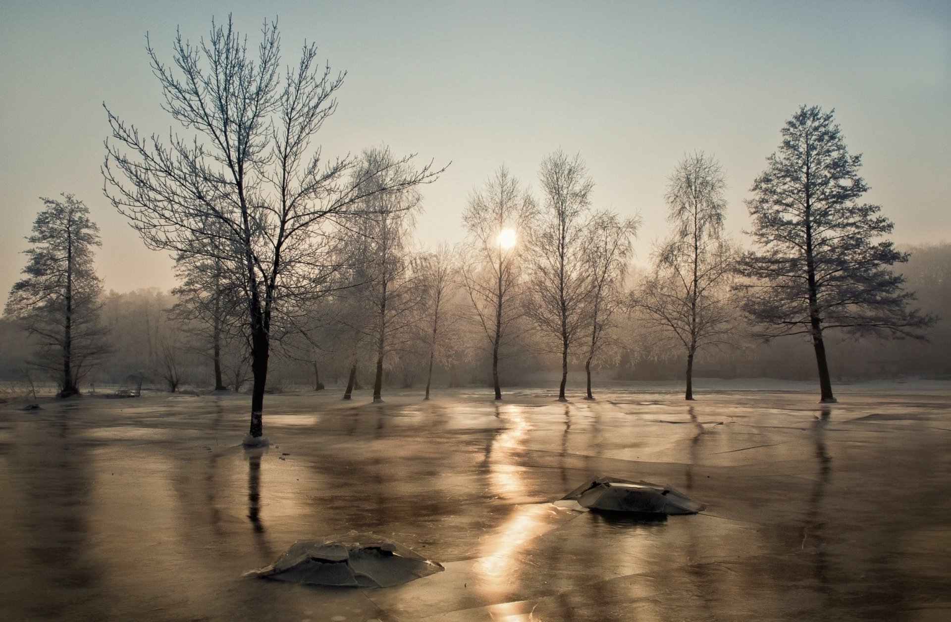 tree frost sun