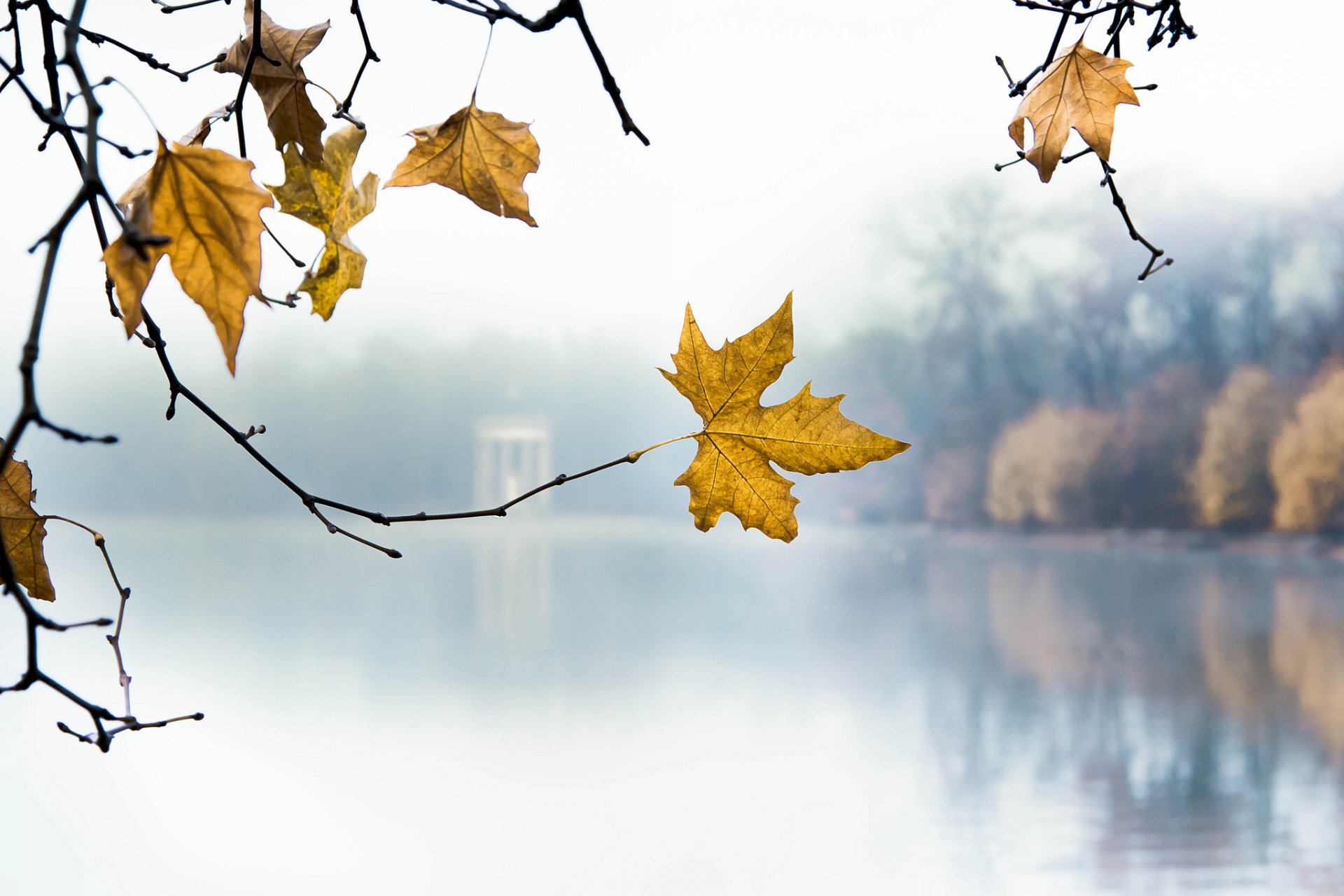 parc lac matin branches feuilles automne jaune