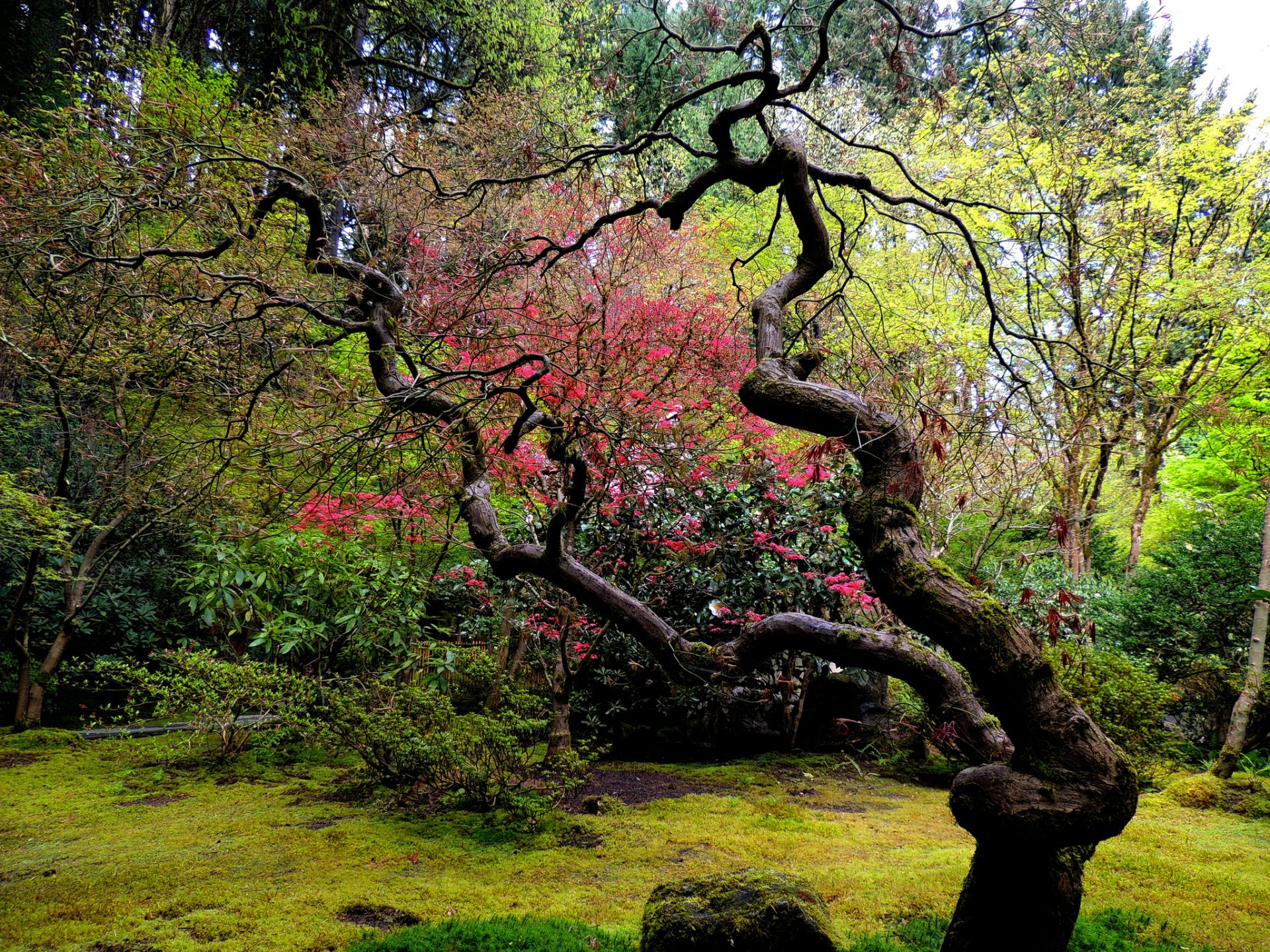 giardino giapponese albero curvo