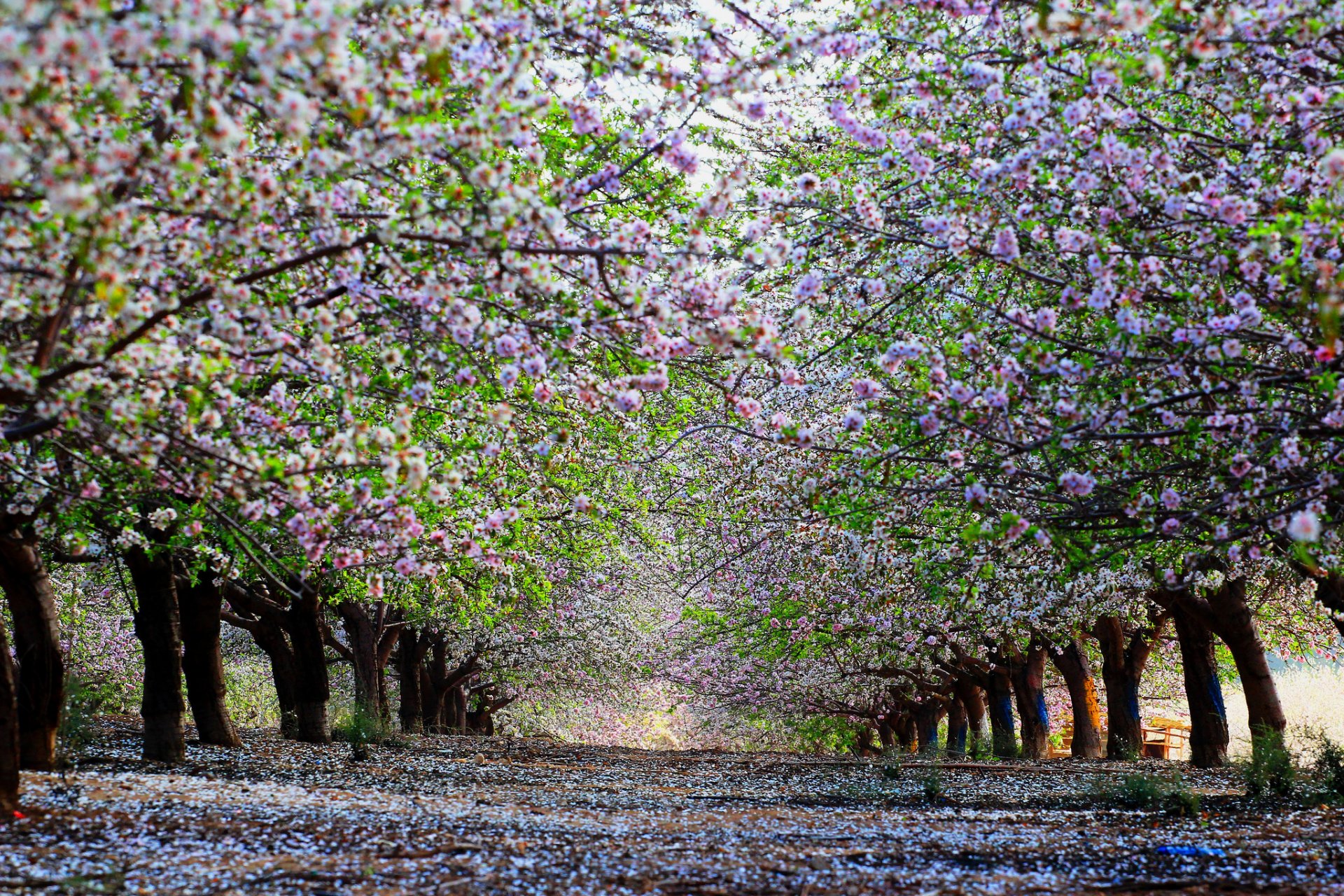 primavera árboles. cerezo floración callejón