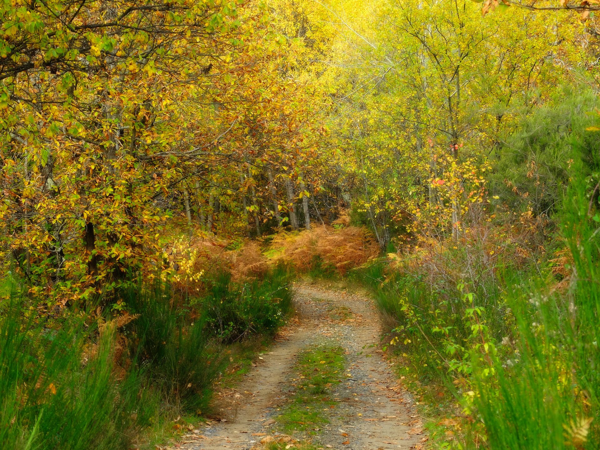 forêt herbe arbres passerelle automne