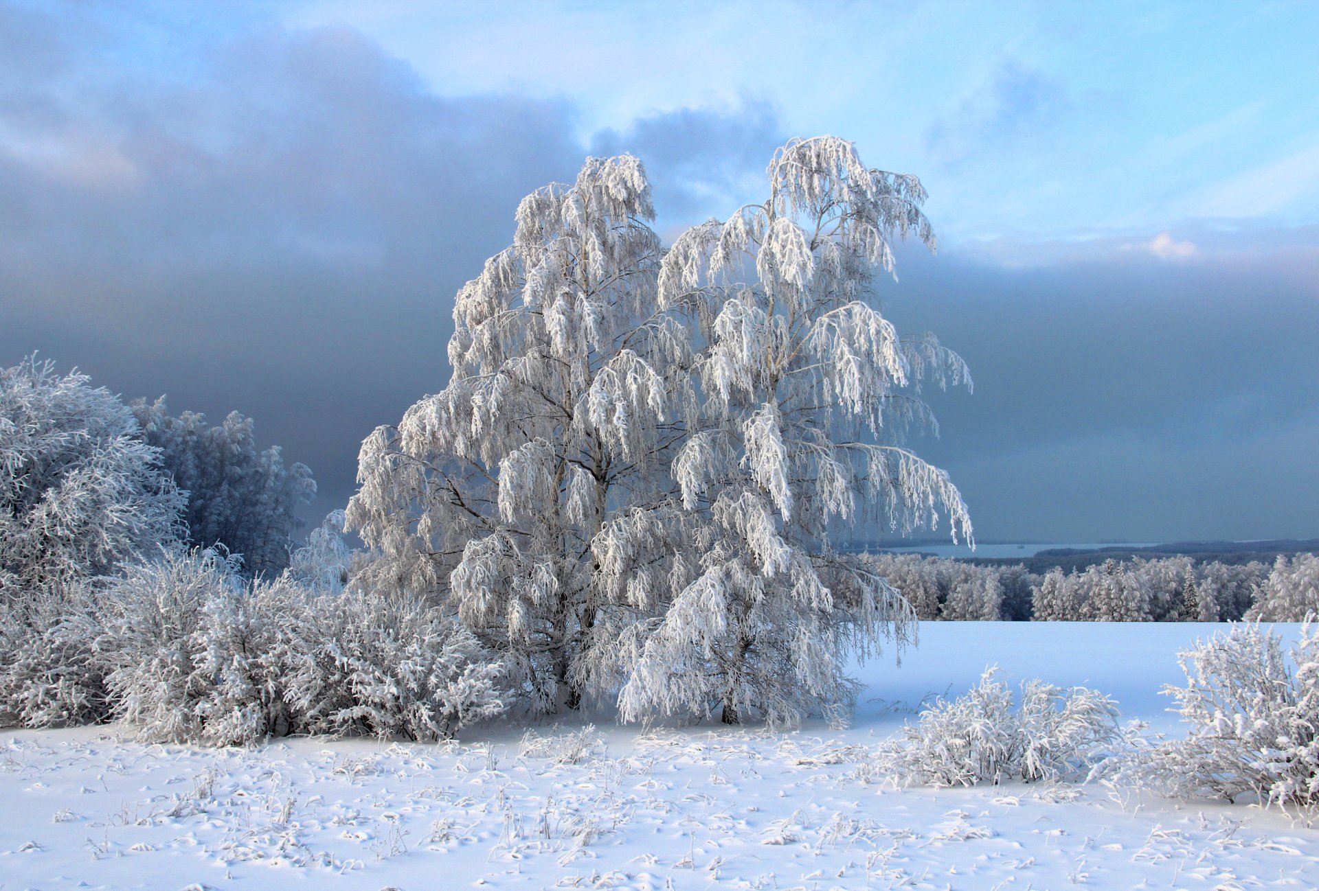 hiver neige arbres buissons givre