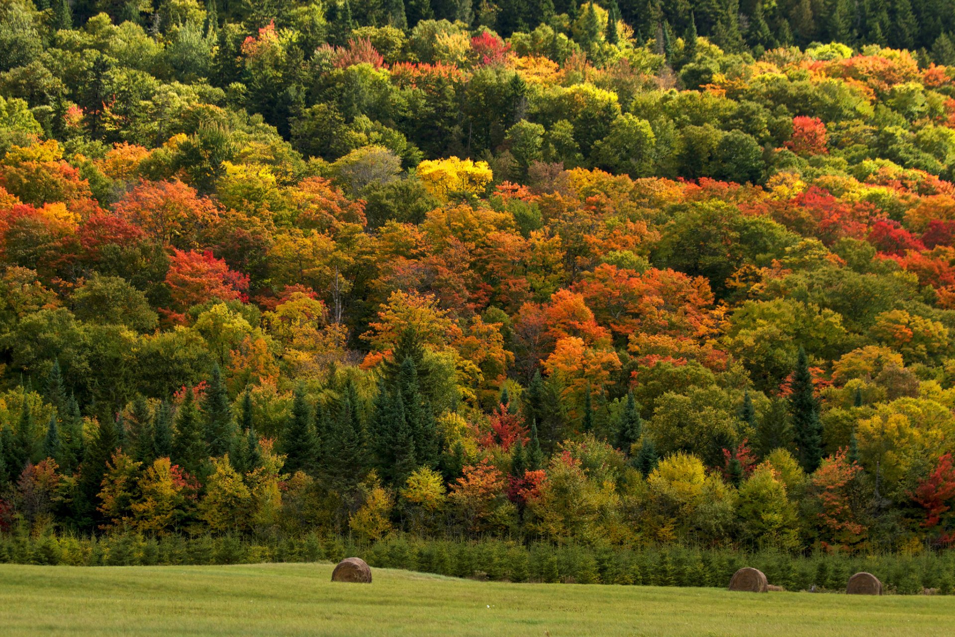 foresta alberi fieno natura campo autunno