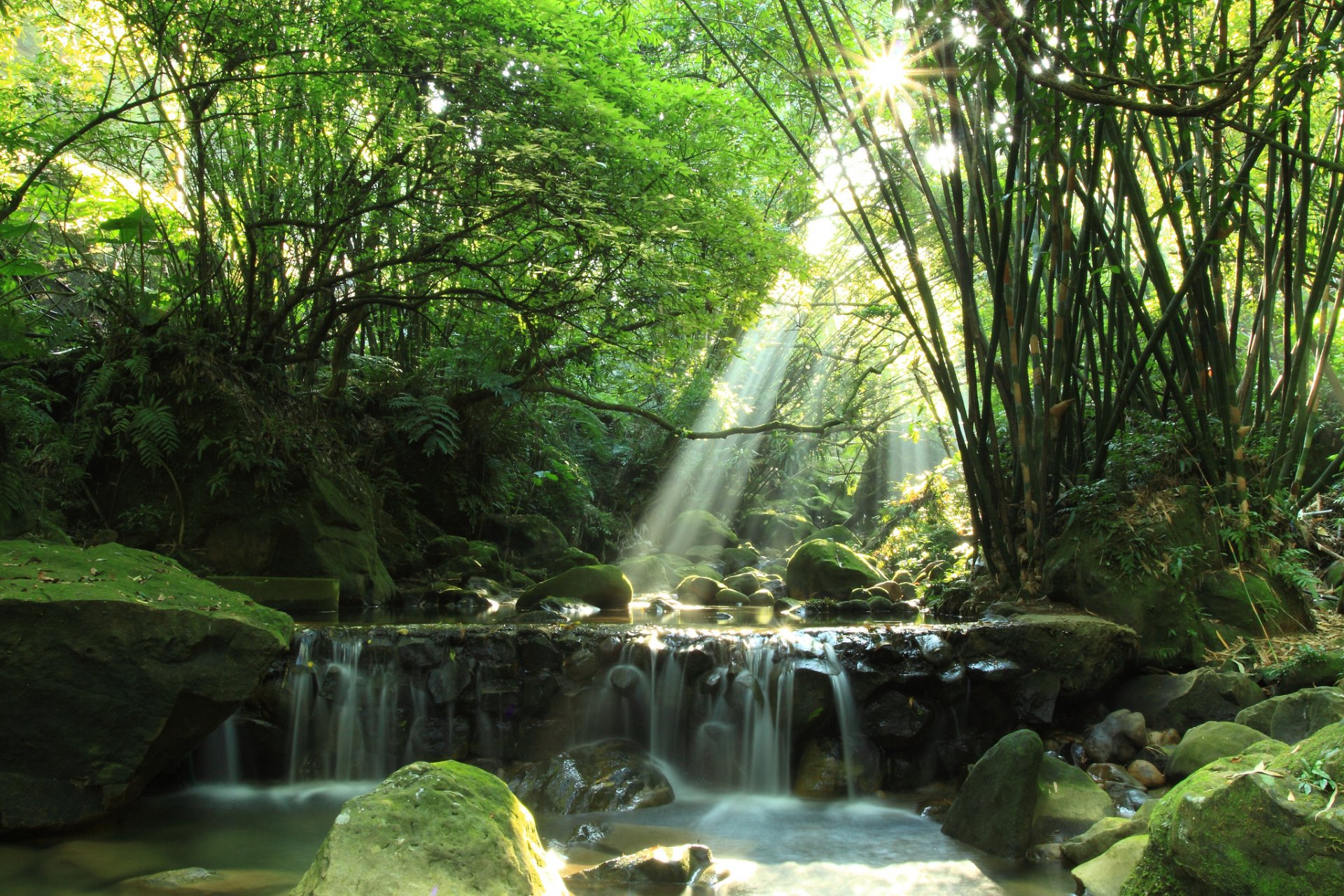 bosque río cascada piedras. musgo