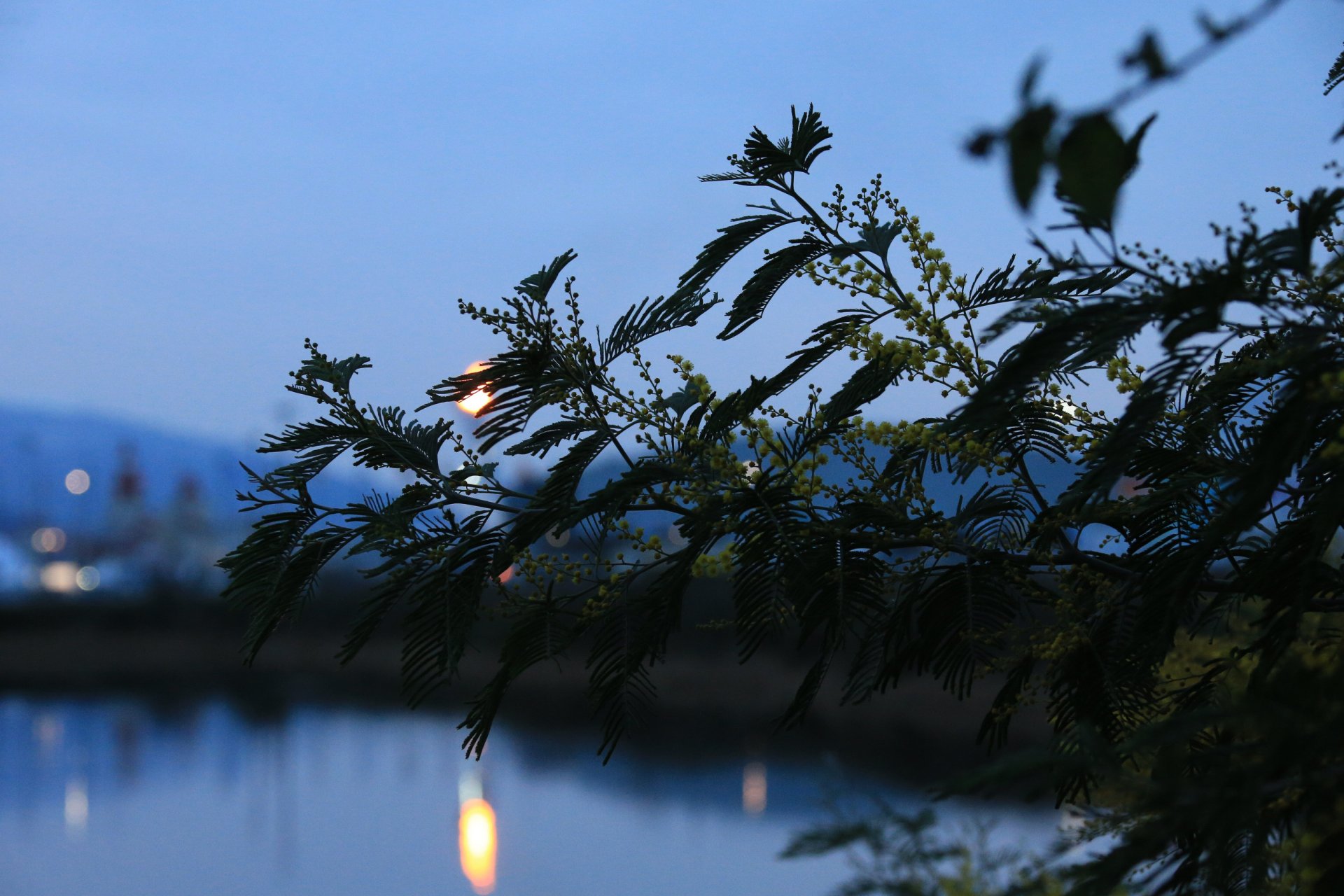 rama flores hojas bokeh sochi